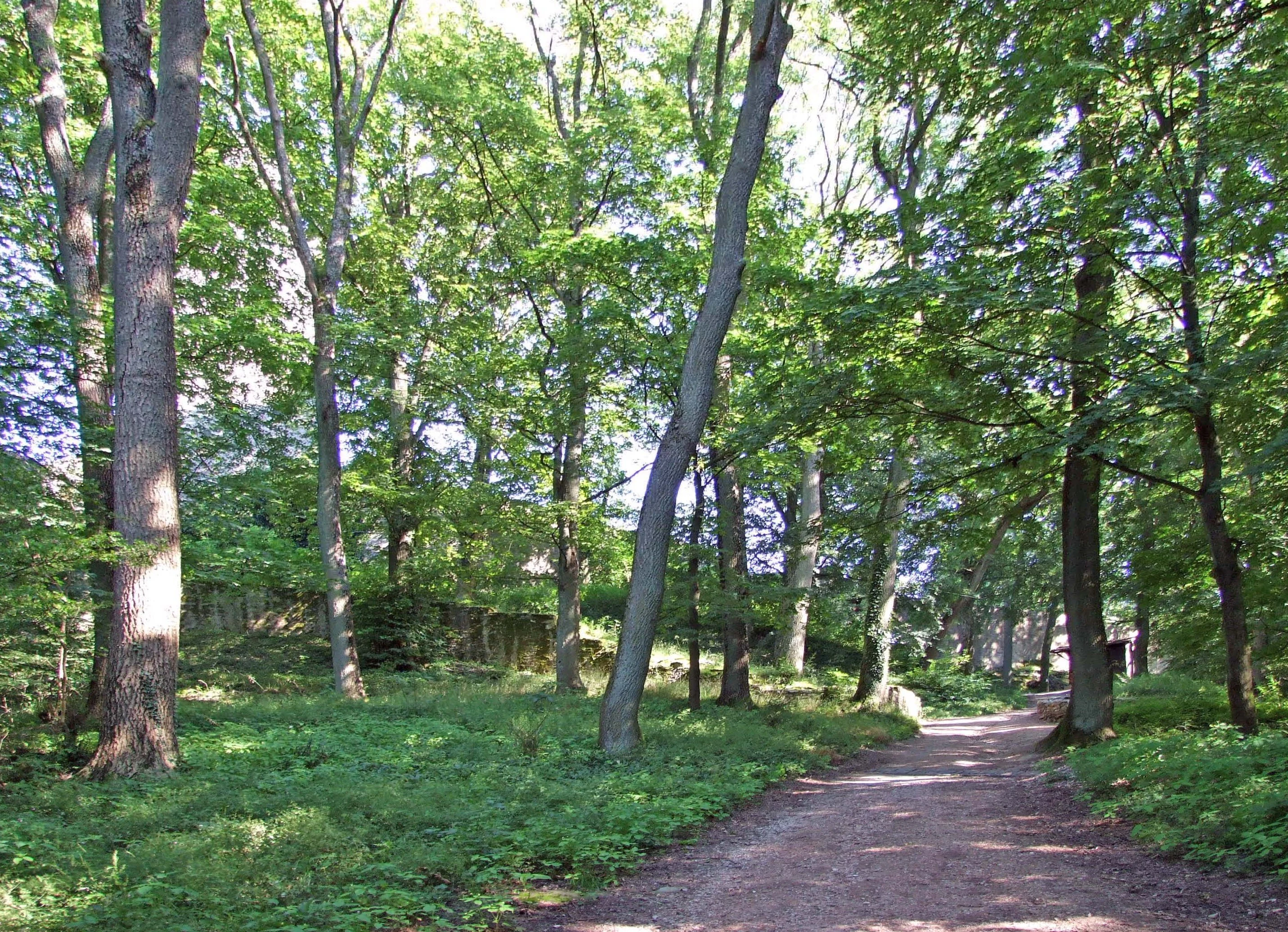 A dirt hiking trail leads into a lush, green deciduous forest at Burghain Falkenstein with dappled sunlight on the ground.