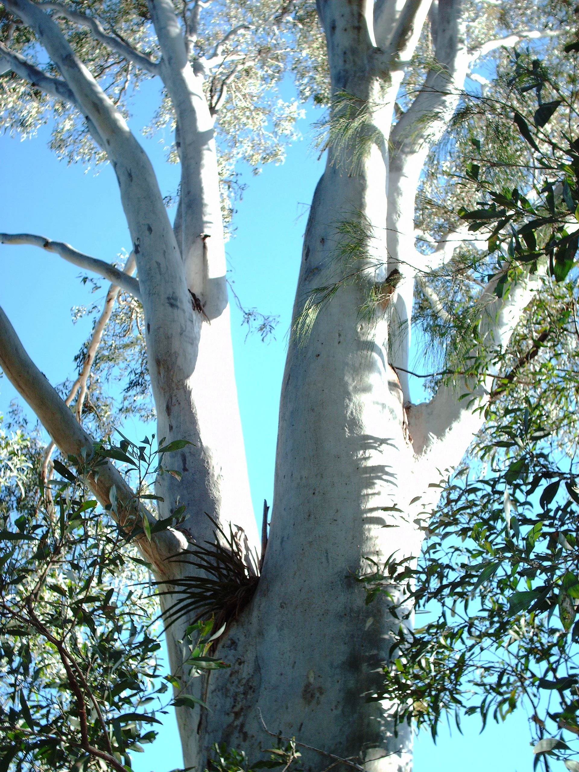 Close-up view of the smooth, pale, mottled bark of a mature blue gum tree reaching toward a clear blue sky.