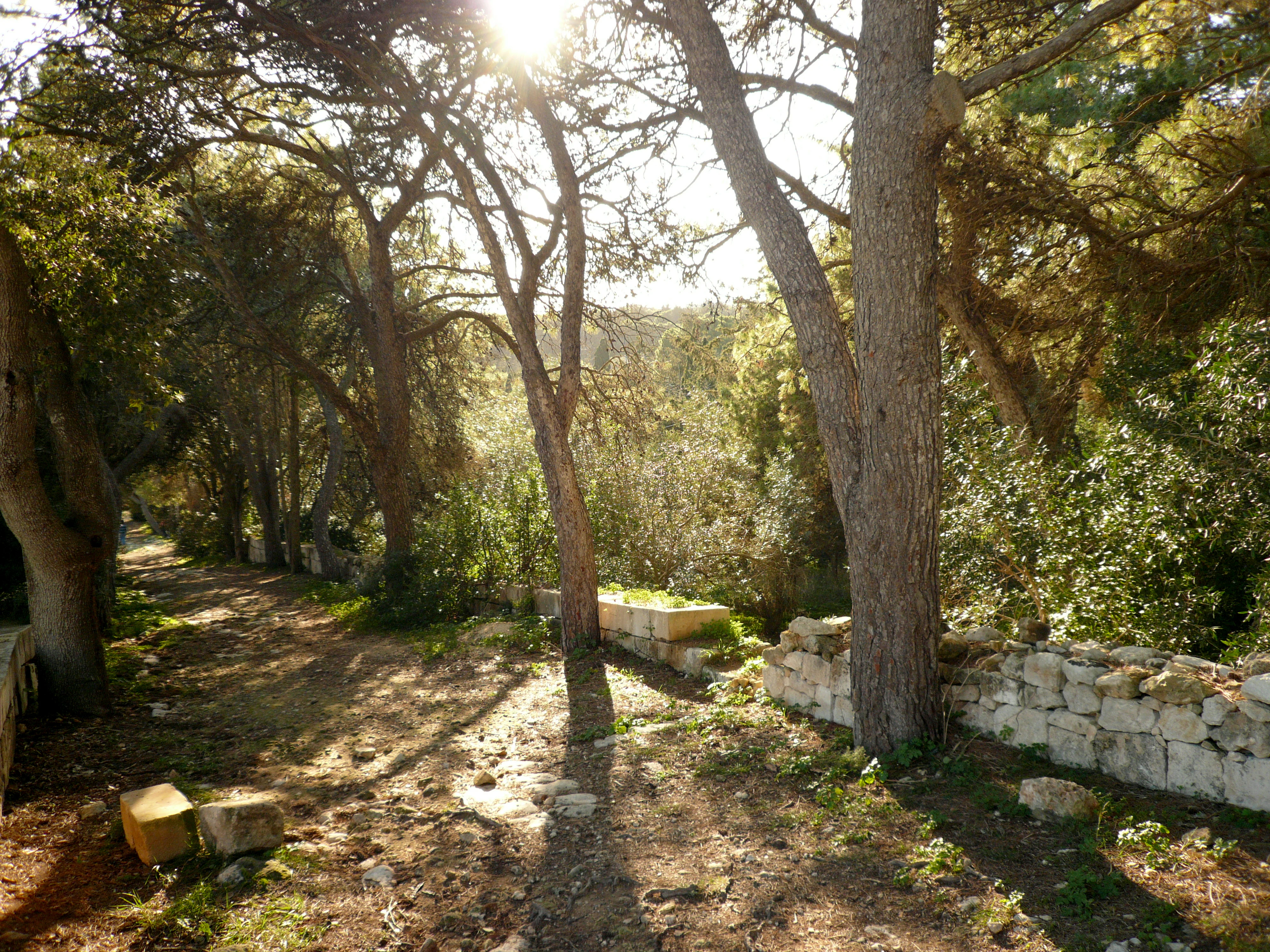 A path winds through a wooded area with tall pine trees and a low limestone retaining wall on the right.