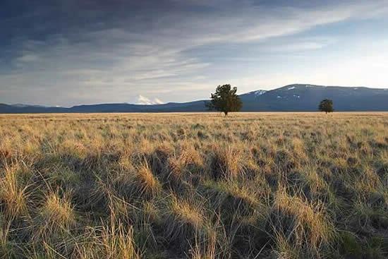 A wide, golden grassland under a moody, partly cloudy sky, with two solitary trees and mountain ranges in the distance.
