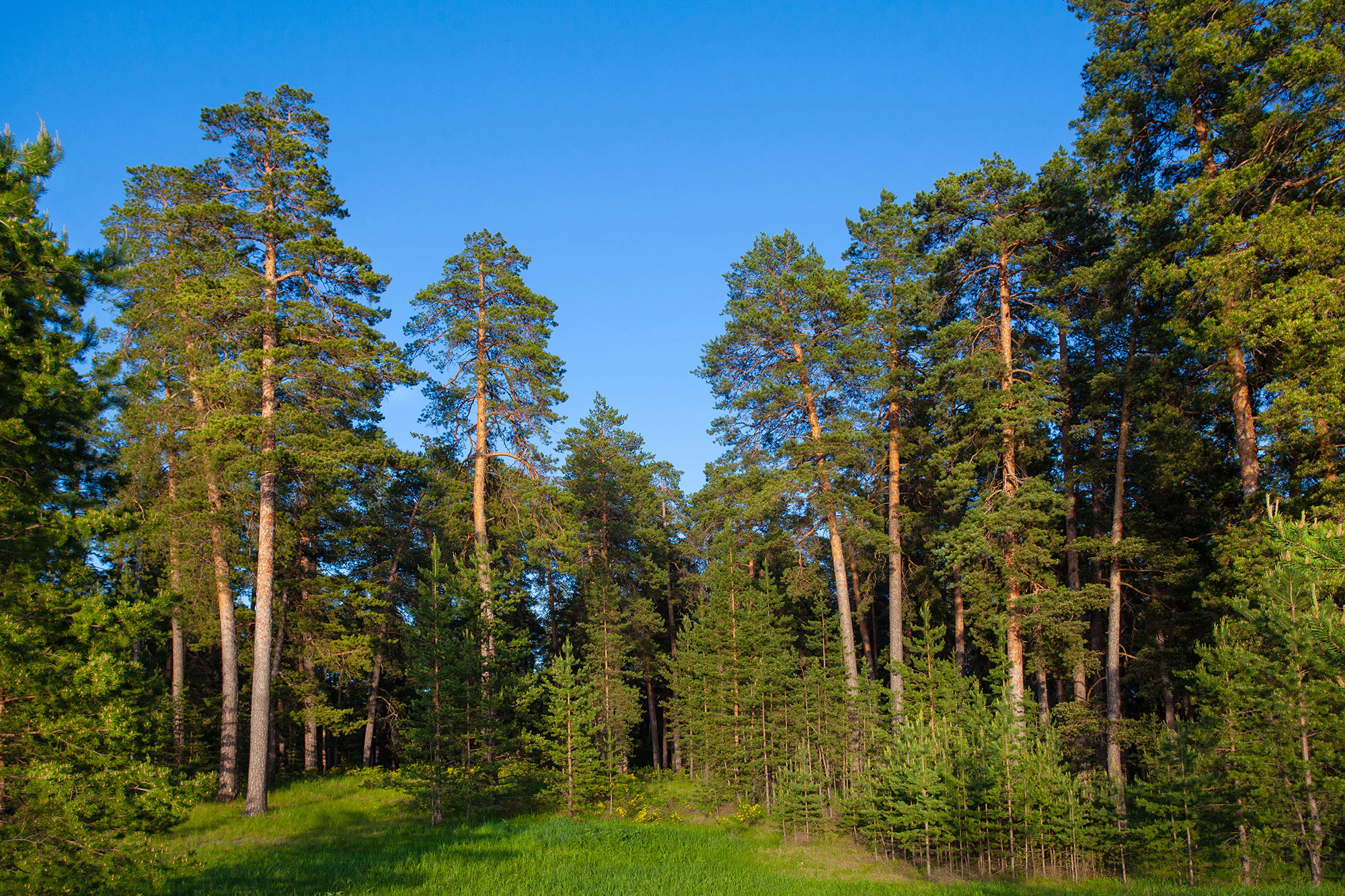 Un bosque de pinos soleado, de verde brillante, con pinos altos contra un cielo azul despejado.