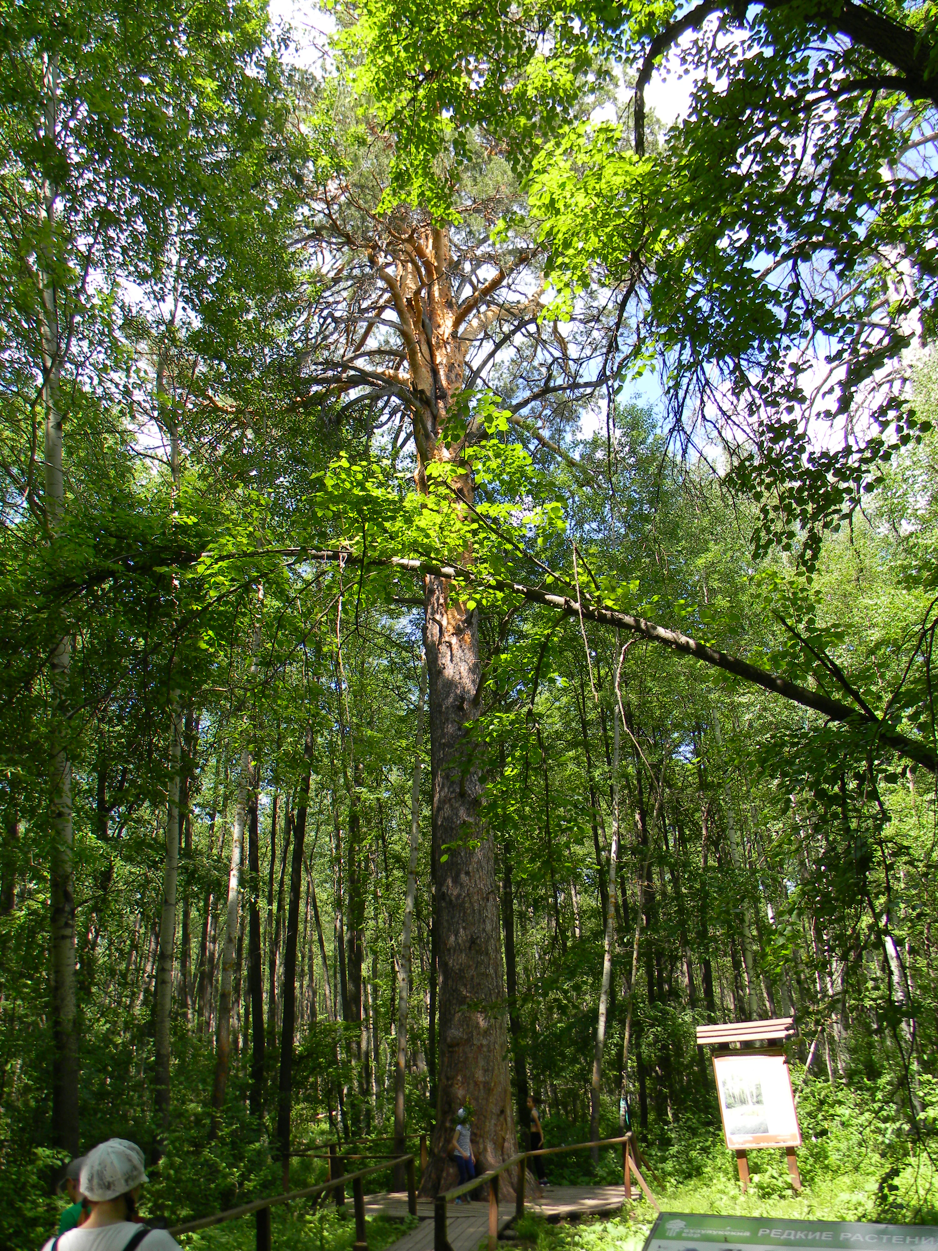 Un imponente pino antiguo en un frondoso bosque verde, con una pasarela de madera y un cartel informativo en primer plano.