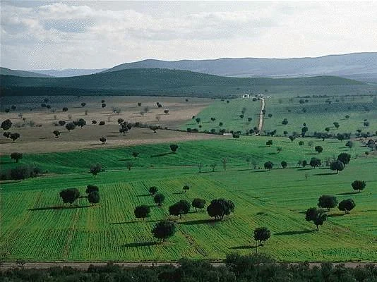 Open grassy field with scattered trees and distant hills under a partly cloudy sky