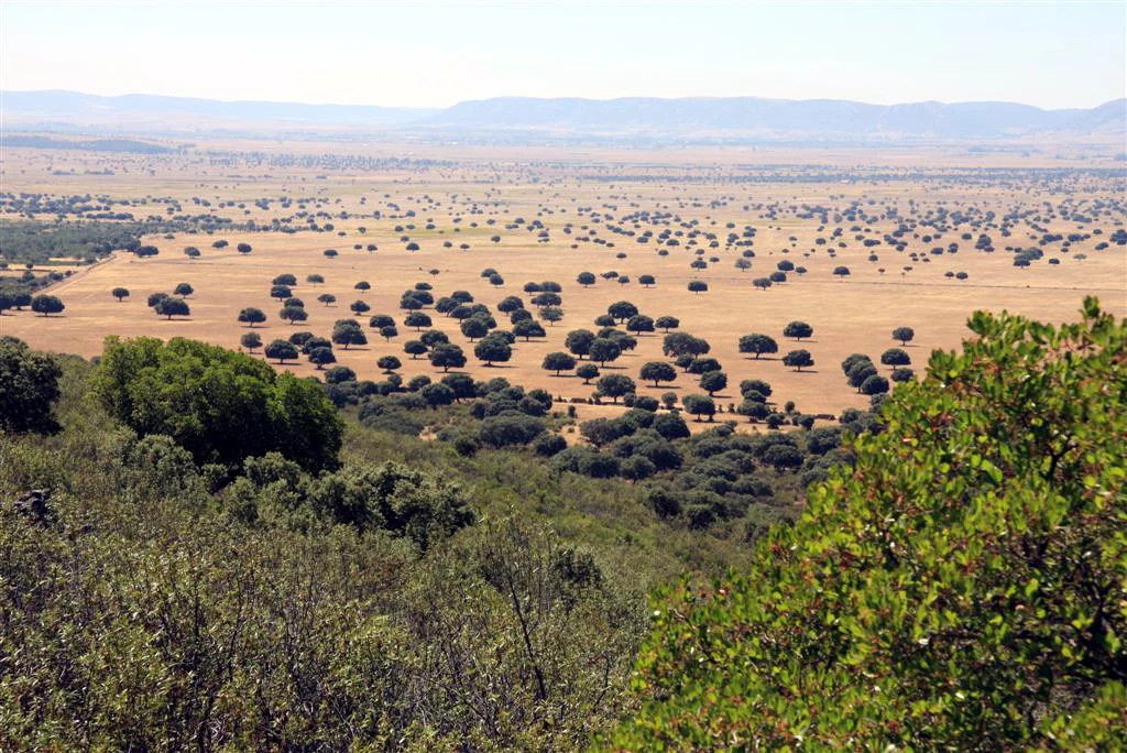 Wide landscape view of Cabañeros National Park showing open fields with scattered trees, distant mountains, and foreground vegetation