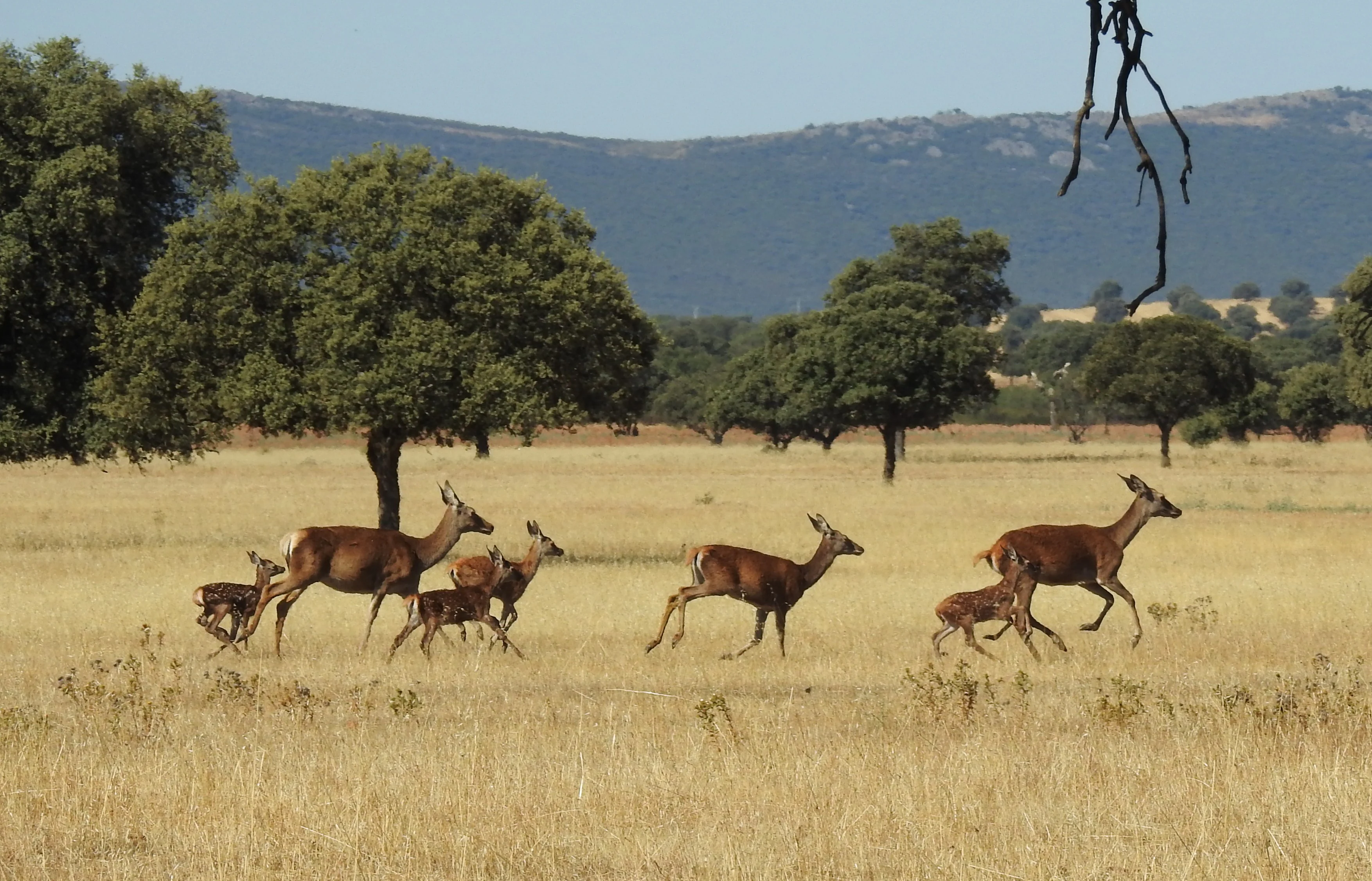 Deer including adults and young fawns running across a grassy plain with scattered holm oak trees and distant mountains
