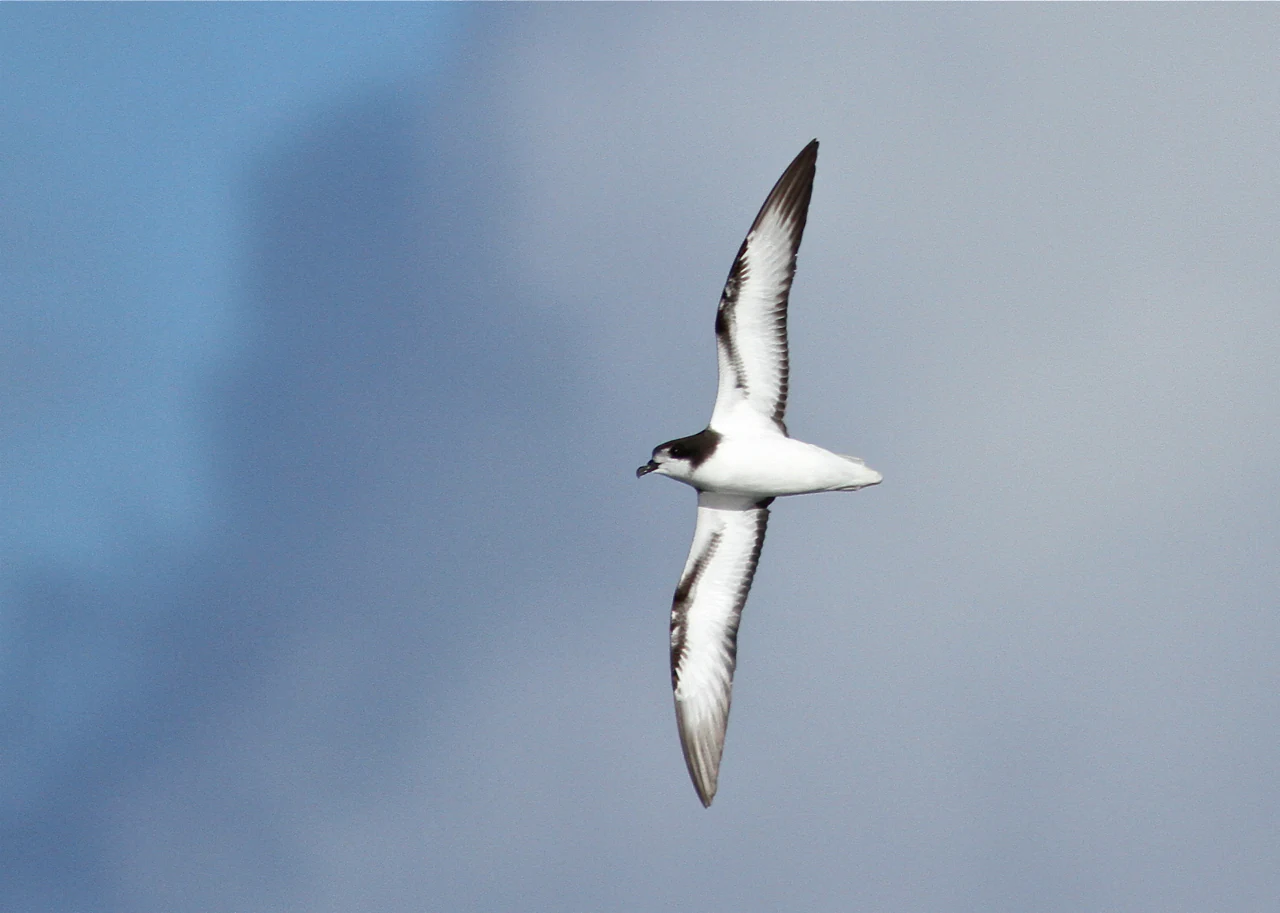 A Gould's petrel flying with wings outstretched against a cloudy sky.