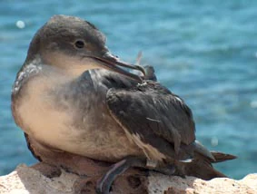 Balearic Shearwater seabird with brown and white plumage perched on a rock by the ocean