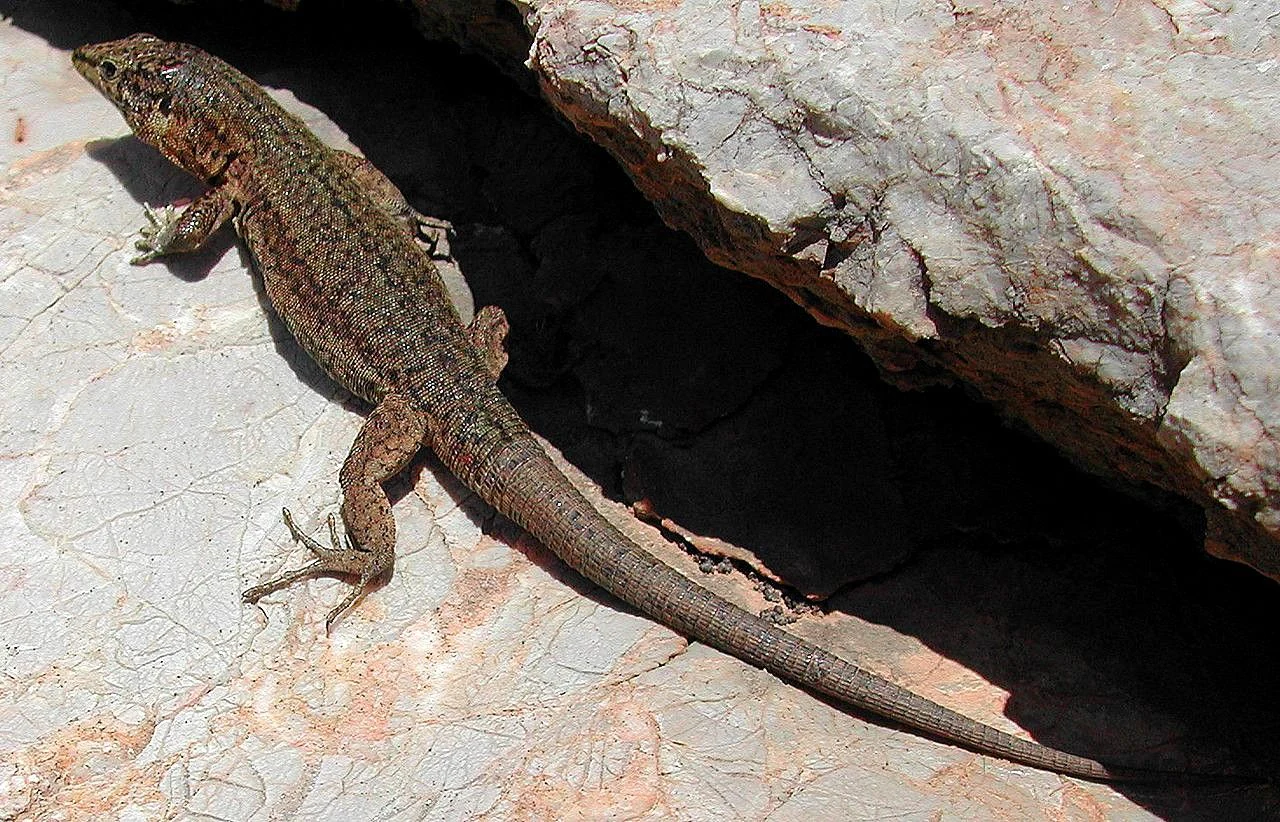 Brown and green lizard on light-colored cracked rock surface