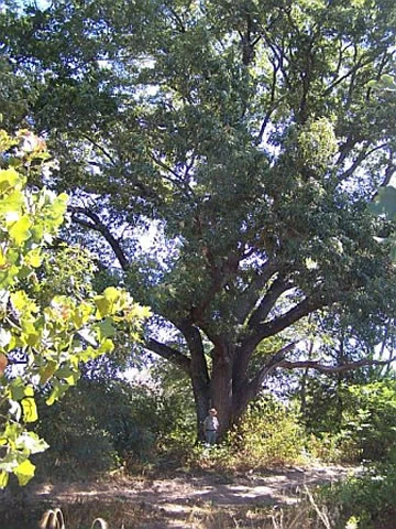 A towering, mature red oak tree with dense green foliage fills the frame; a small person stands at the base of the trunk for scale.