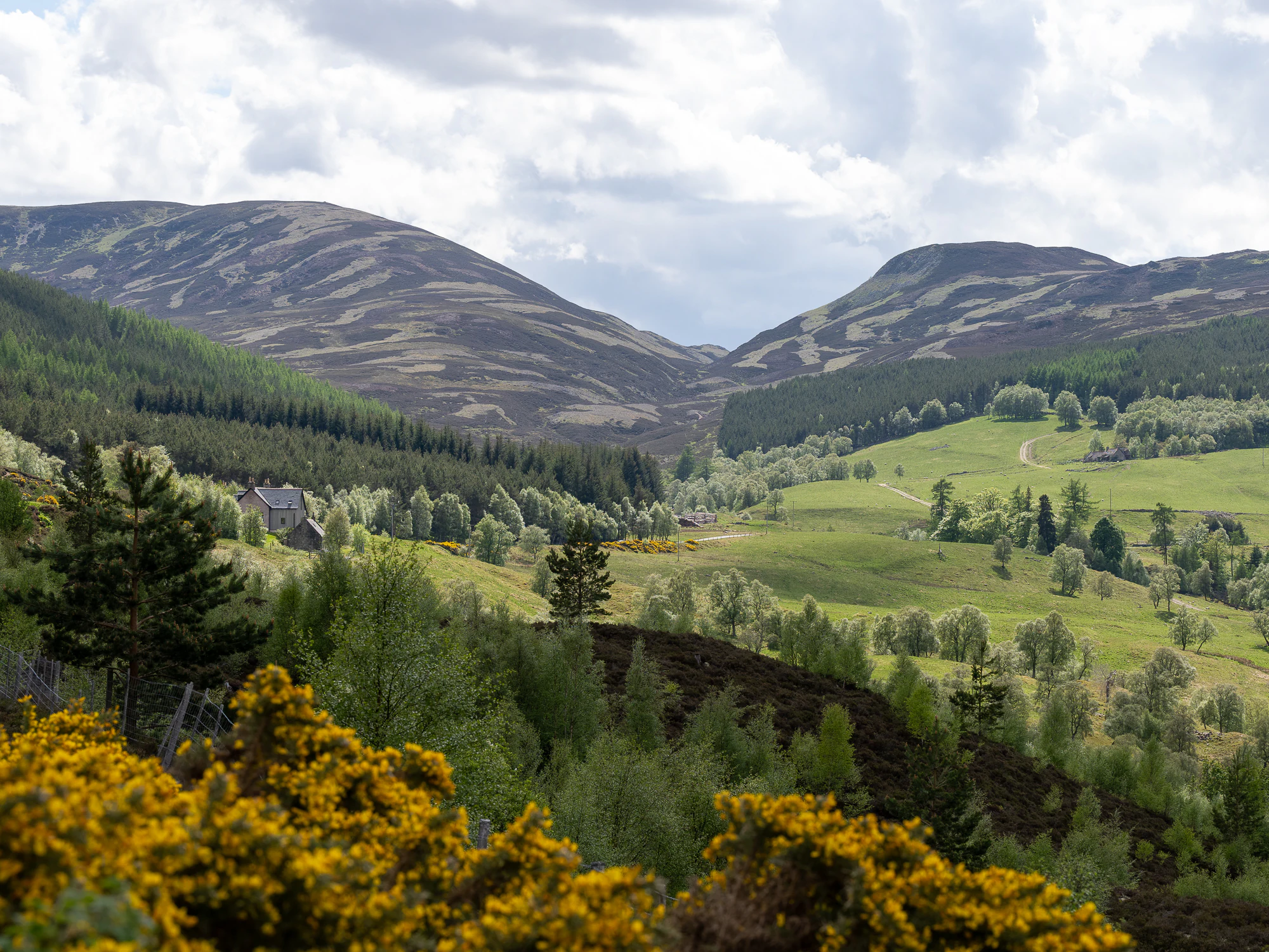 Rolling hills and valleys in Cairngorms National Park with green fields, trees, and yellow gorse in the foreground under a partly cloudy sky