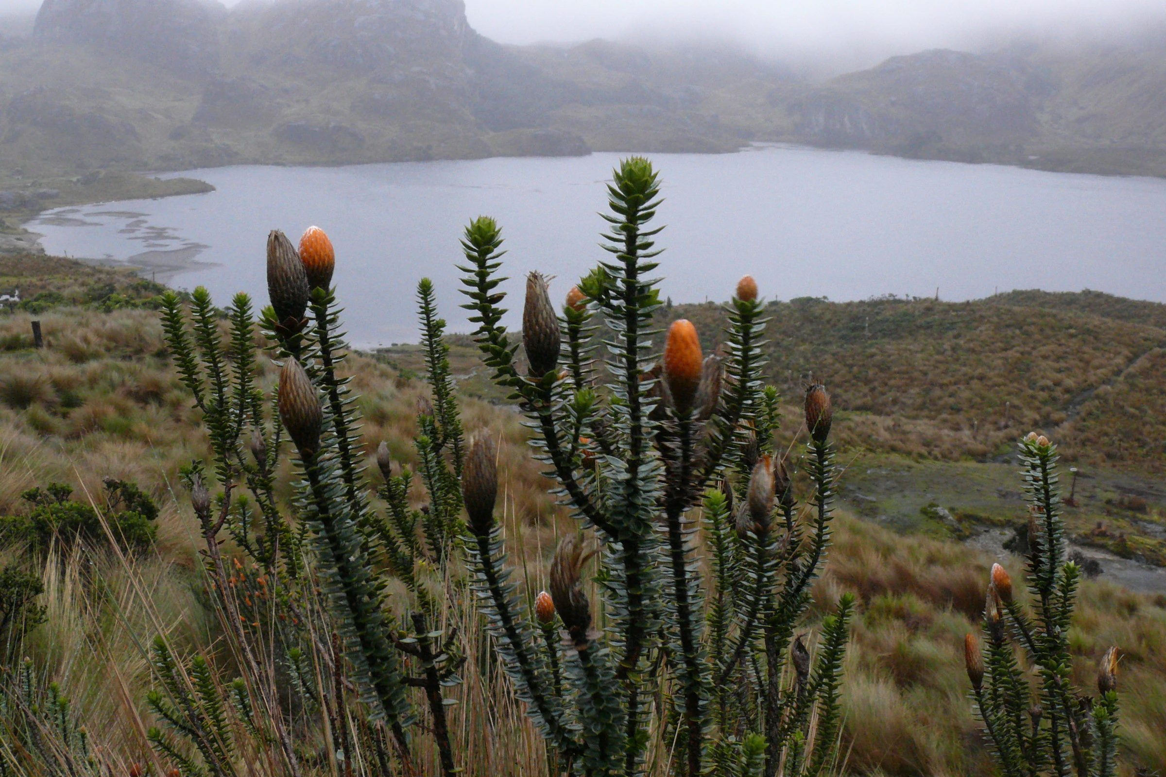 A Chuquiraga jussieui plant with orange flower heads stands in the foreground, with a glacial lake and misty hills in the background.