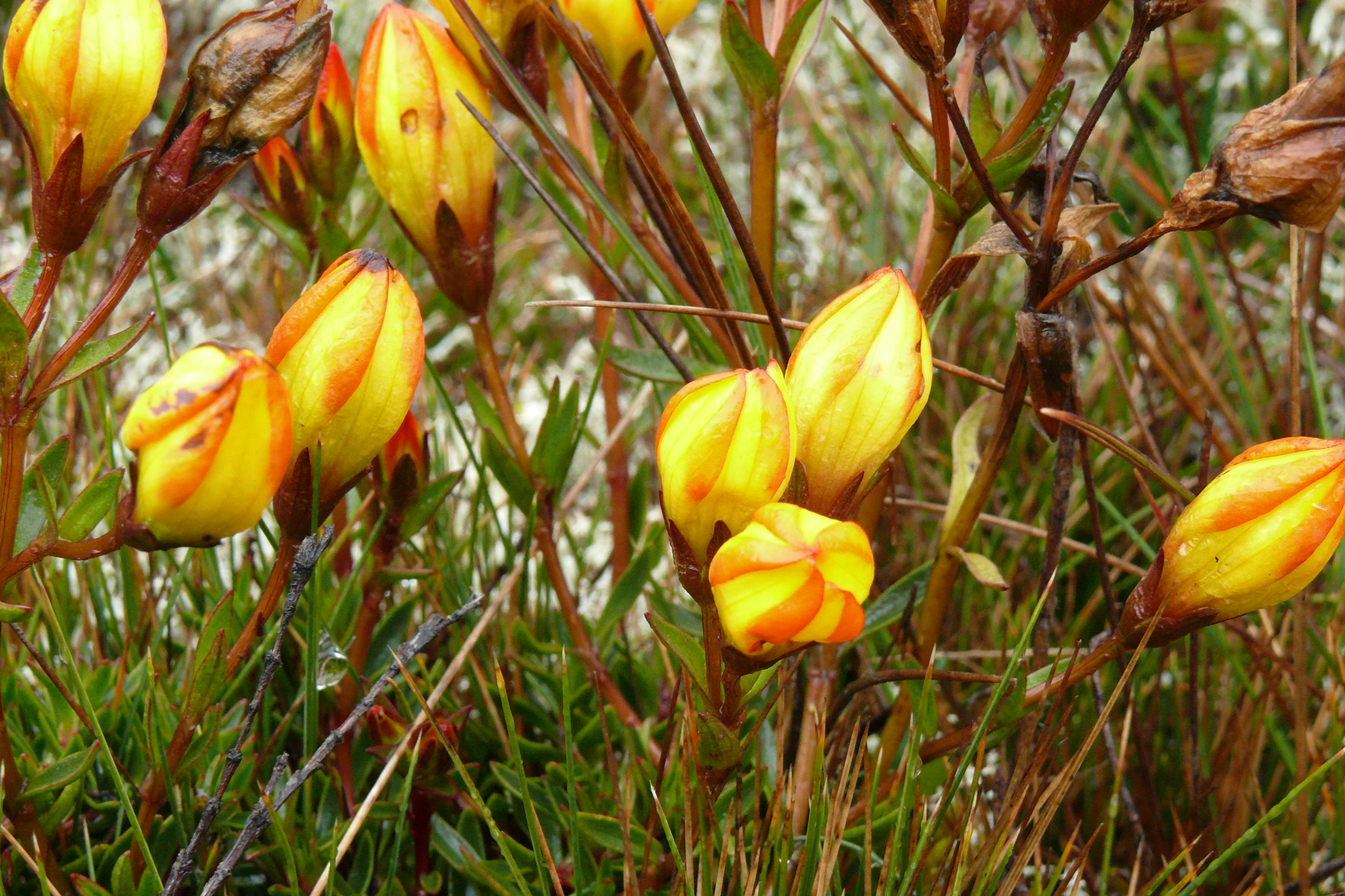 Close-up view of multiple yellow and orange-streaked Gentianella hirculus flower buds growing amidst low-lying grasses.