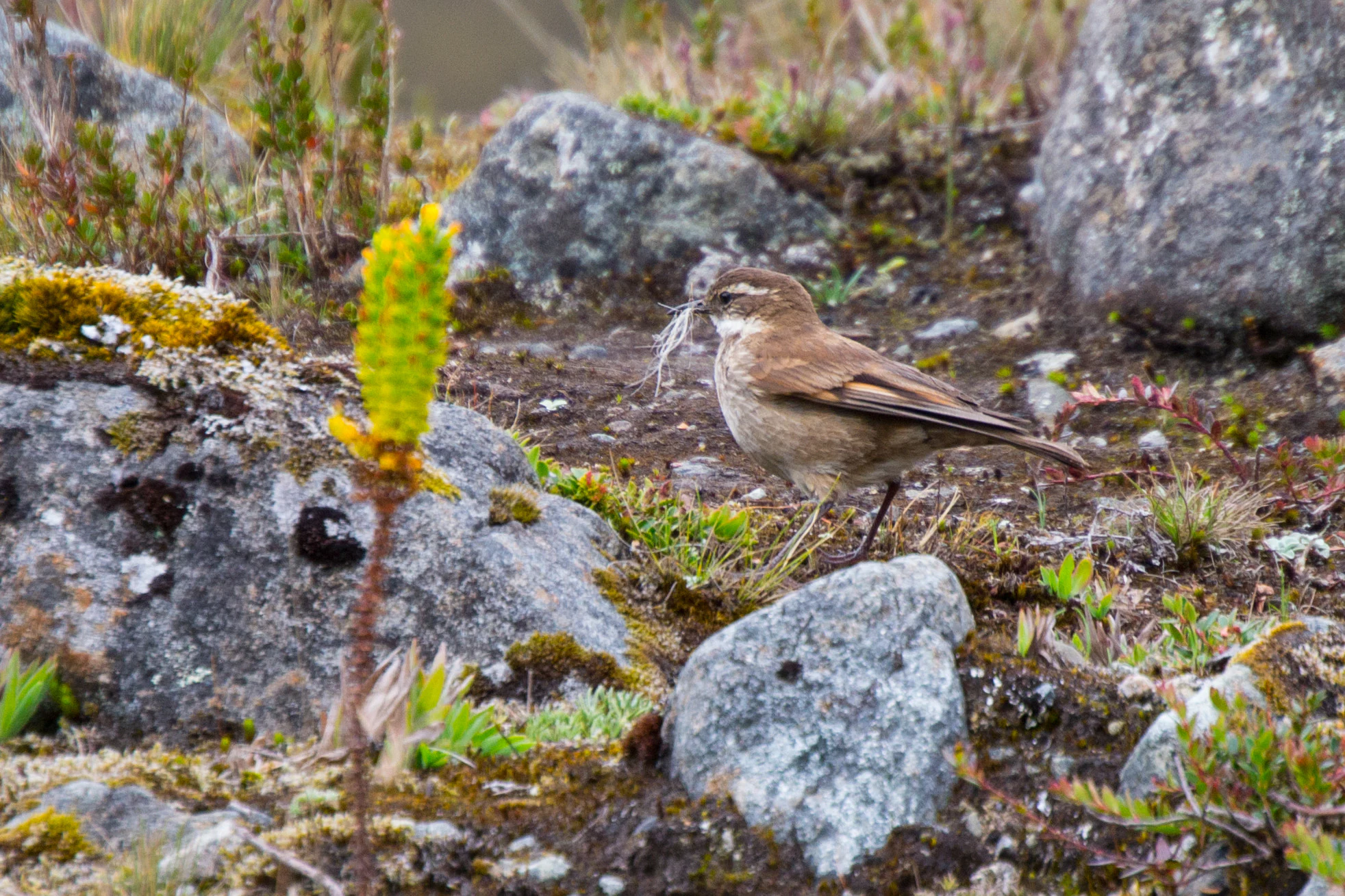 A small, light-brown bird standing on rocky, mossy ground, holding nesting material in its beak.