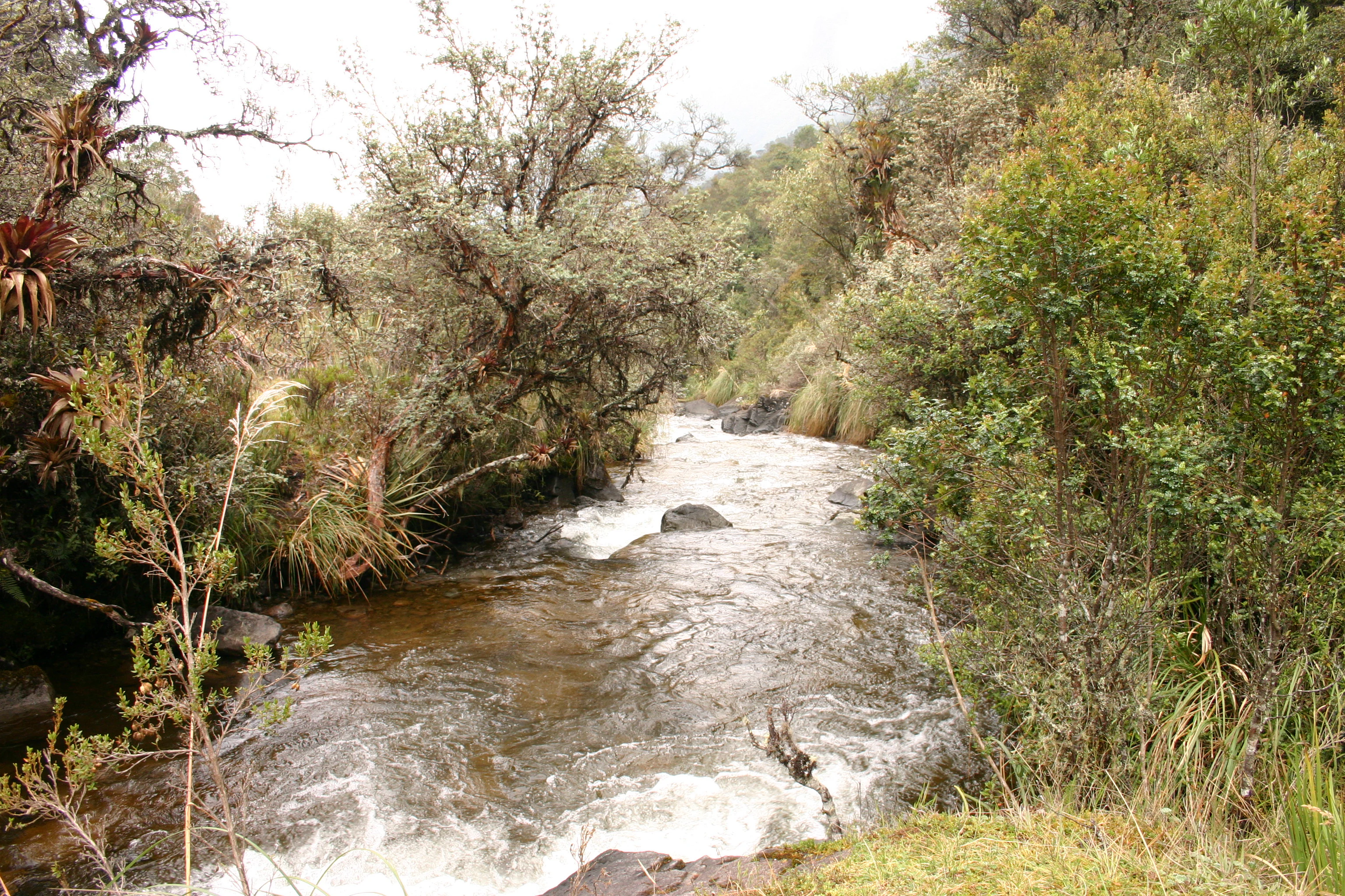 A small, rapid mountain stream flows through dense, shrubby high-altitude vegetation in the Andes.