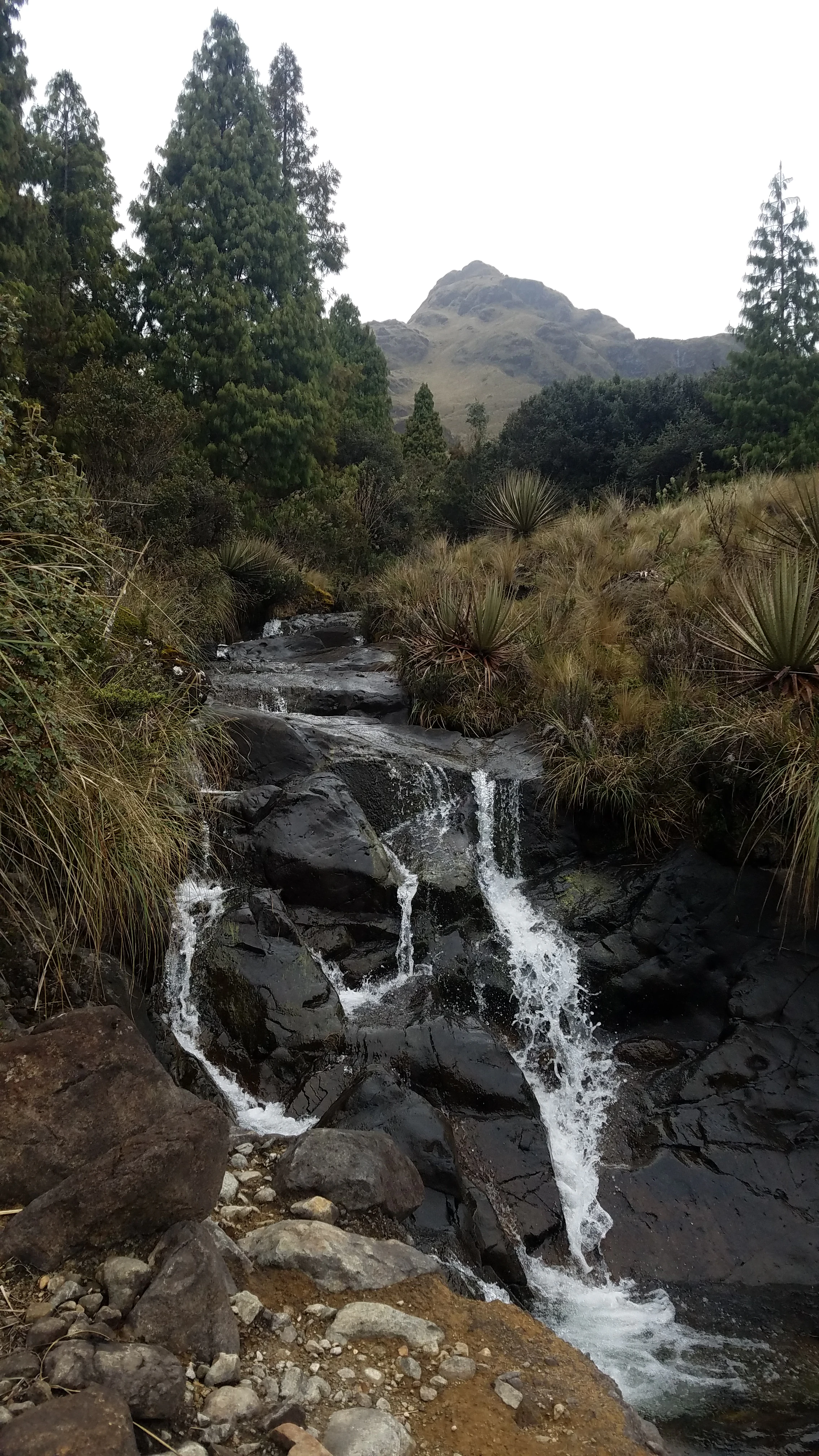 A small waterfall cascading over dark, wet rocks in a mountainous paramo landscape with tall pine-like trees, grasses, and a mountain peak in the background.
