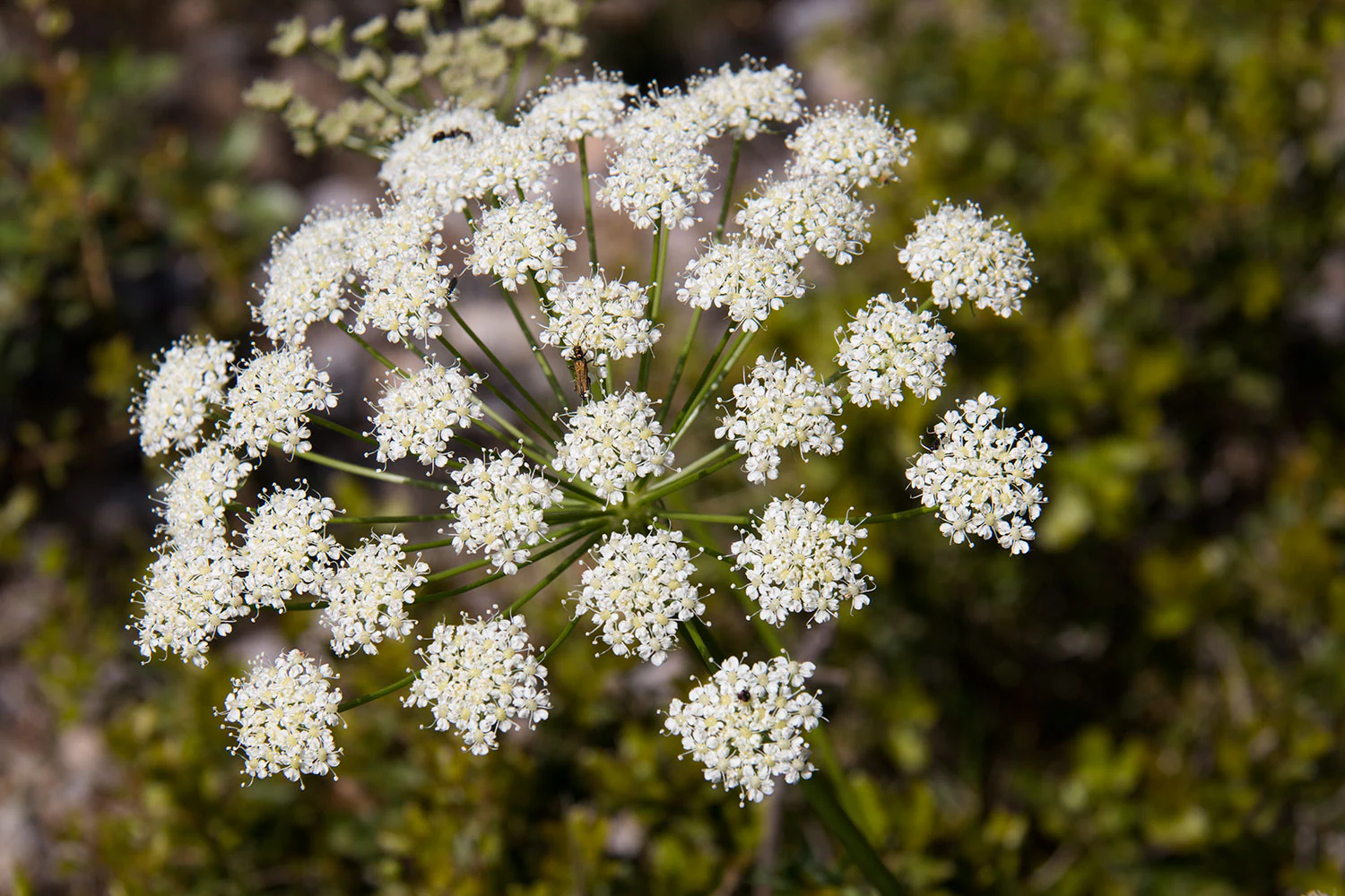 White flowering plant with clustered small flowers and green stems against blurred green foliage