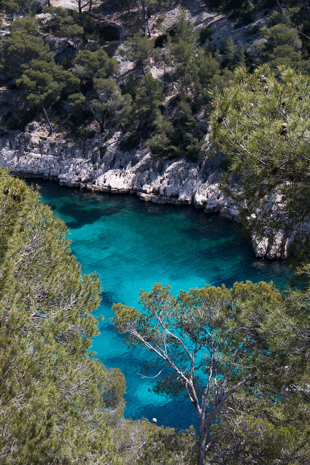 A turquoise body of water in a rocky coastal inlet with green pine trees and cliffs