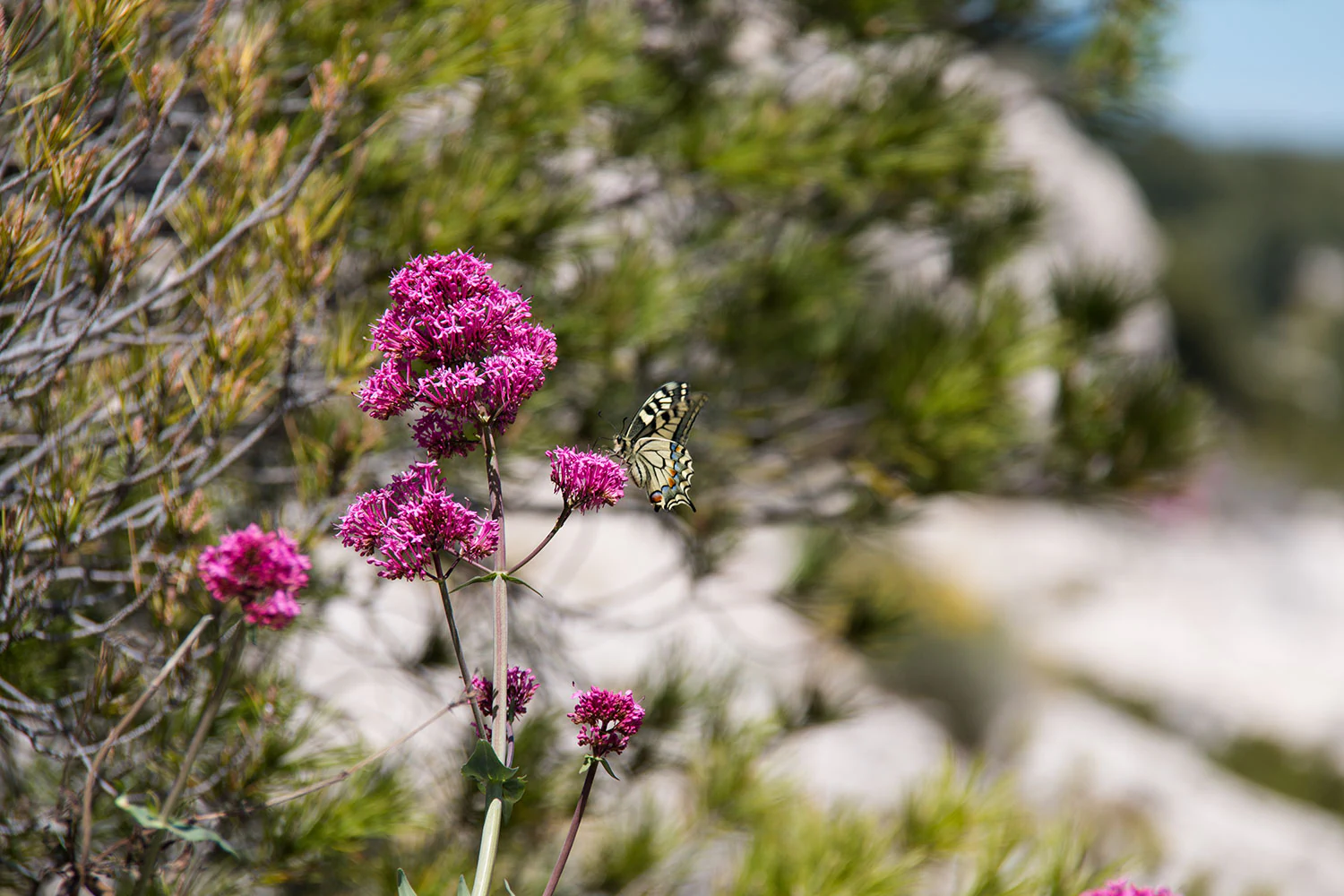 A butterfly perched on pink flowers with green shrubs and rocky terrain in the background