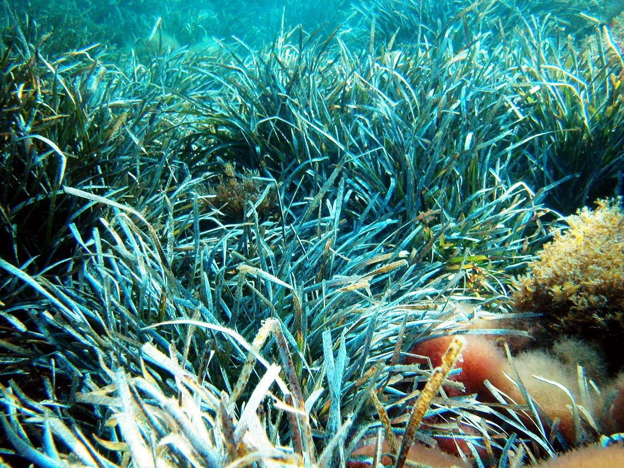 Underwater scene showing dense Posidonia oceanica seagrass with small fish swimming among the blades