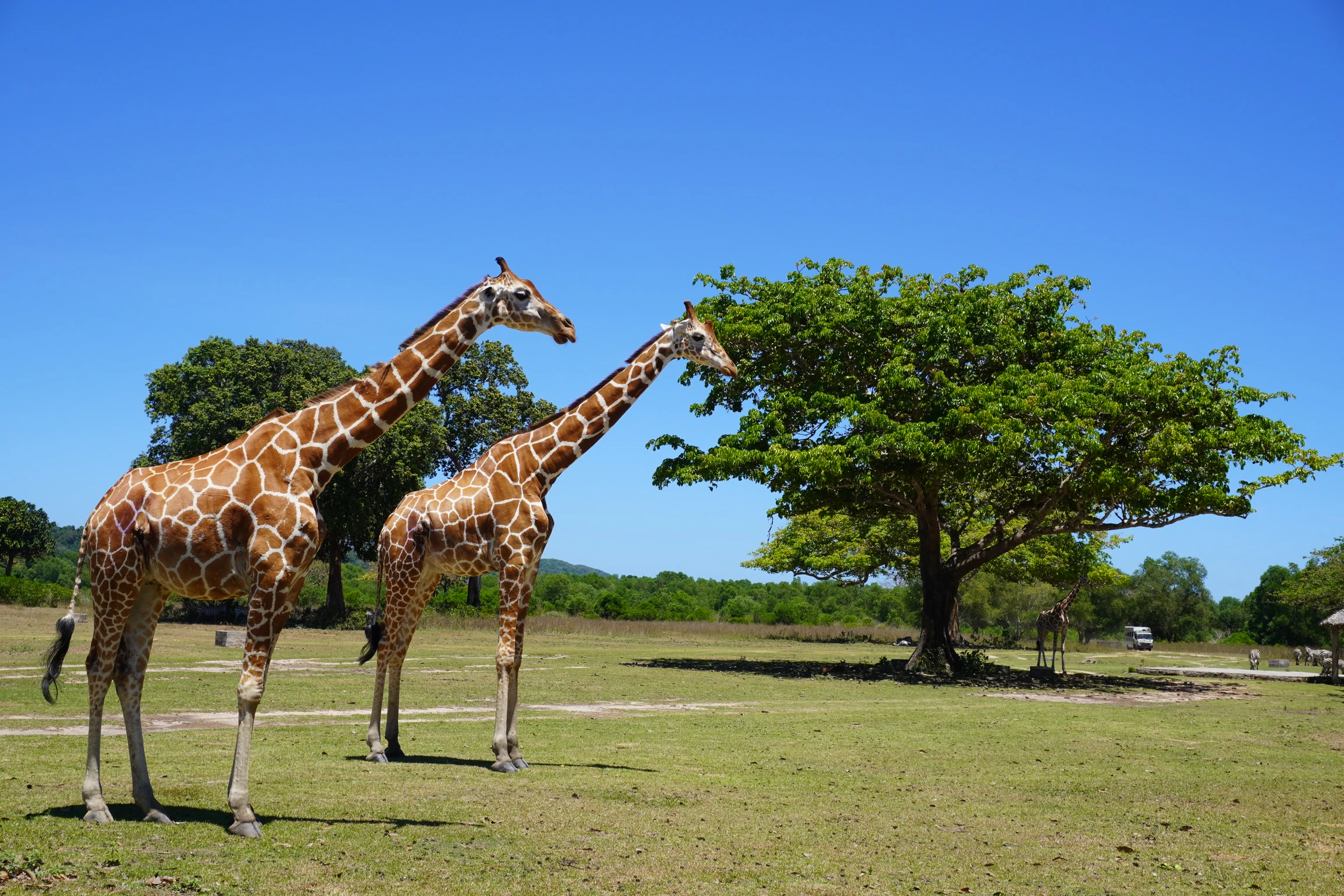 Calauit Safari Park
