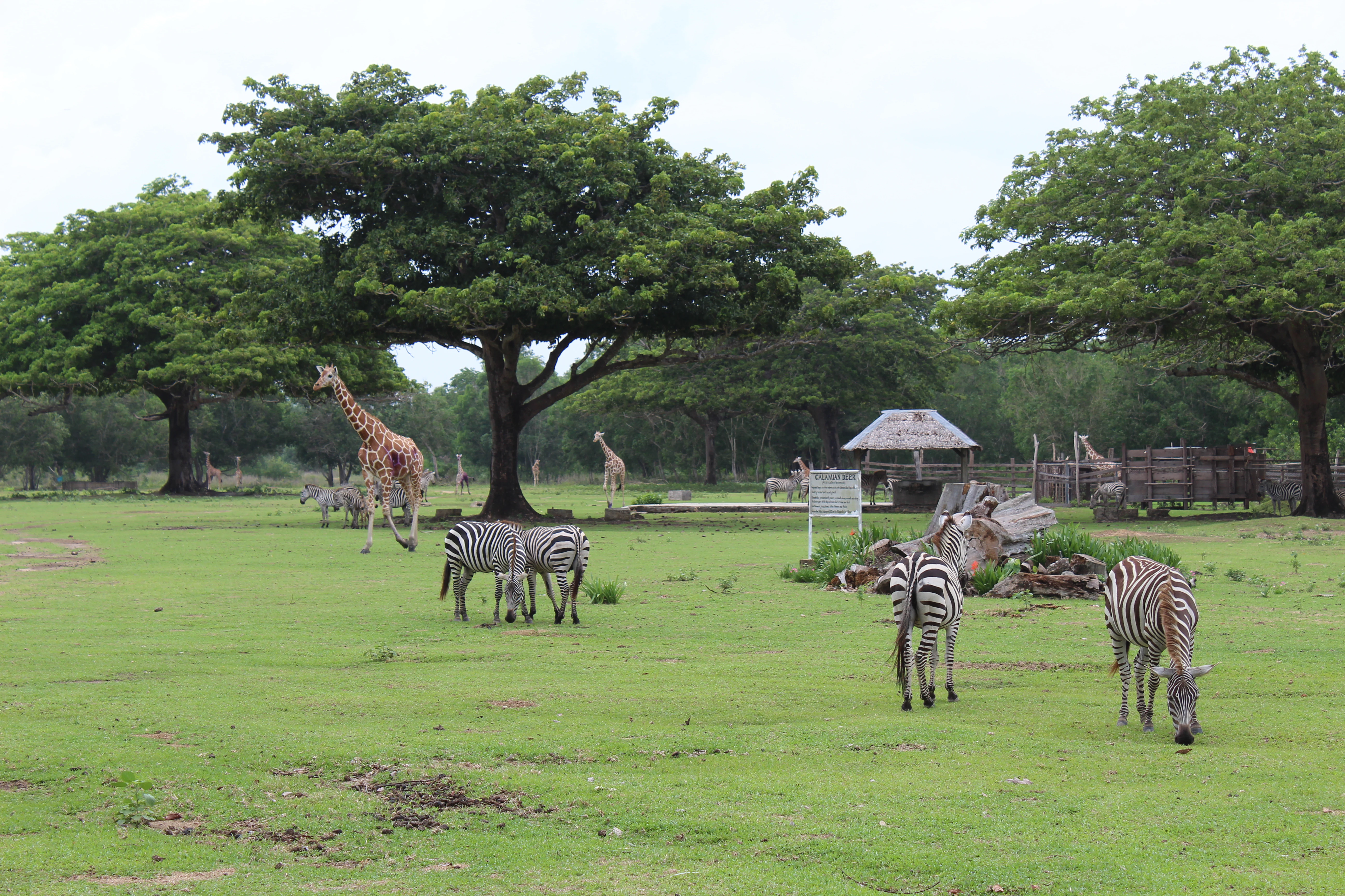 Calauit Safari Park view