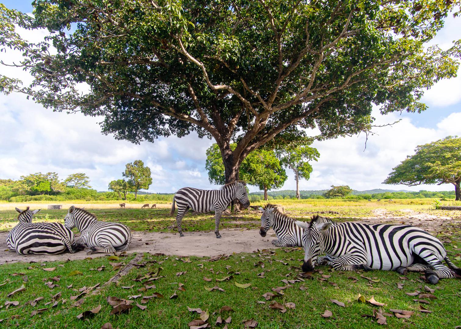Calauit Safari Park in Coron