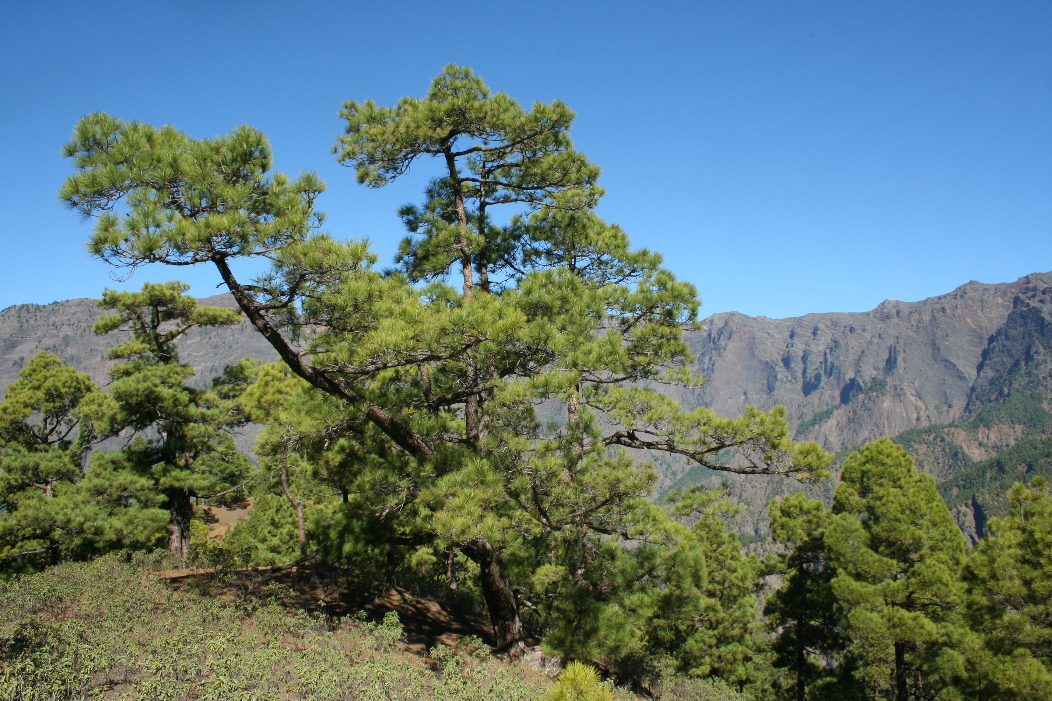Canary Island Pine tree with multiple branches surrounded by other pine trees and vegetation, with mountains visible in the background under a clear blue sky