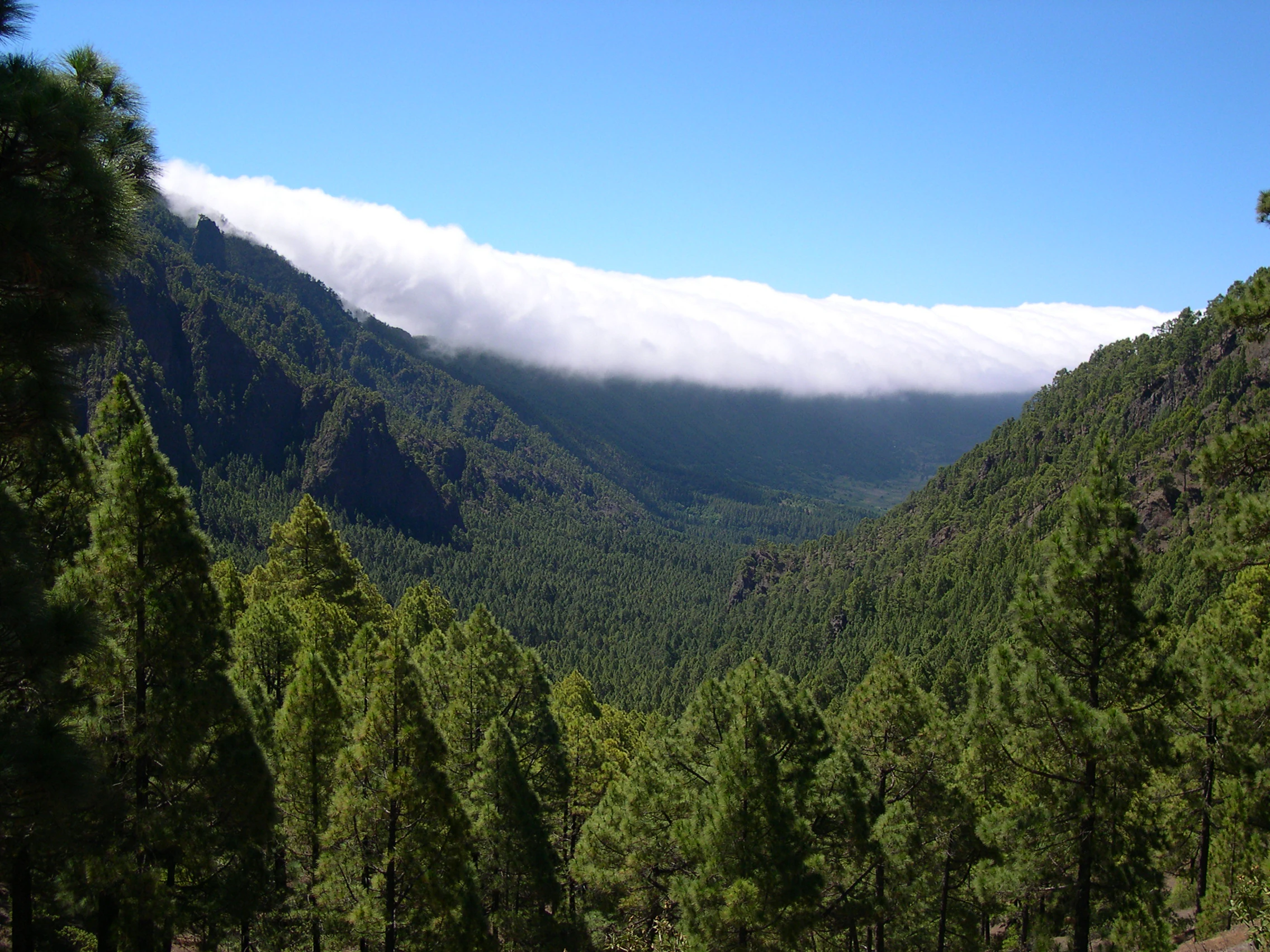 Panoramic view of dense pine forest and cloud-covered caldera in a mountainous landscape.