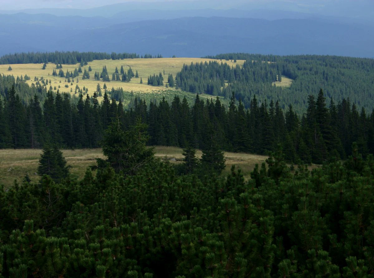 Wide landscape view showing rolling hills, dense forests, and open meadows under a partly cloudy sky in the Călimani Mountains