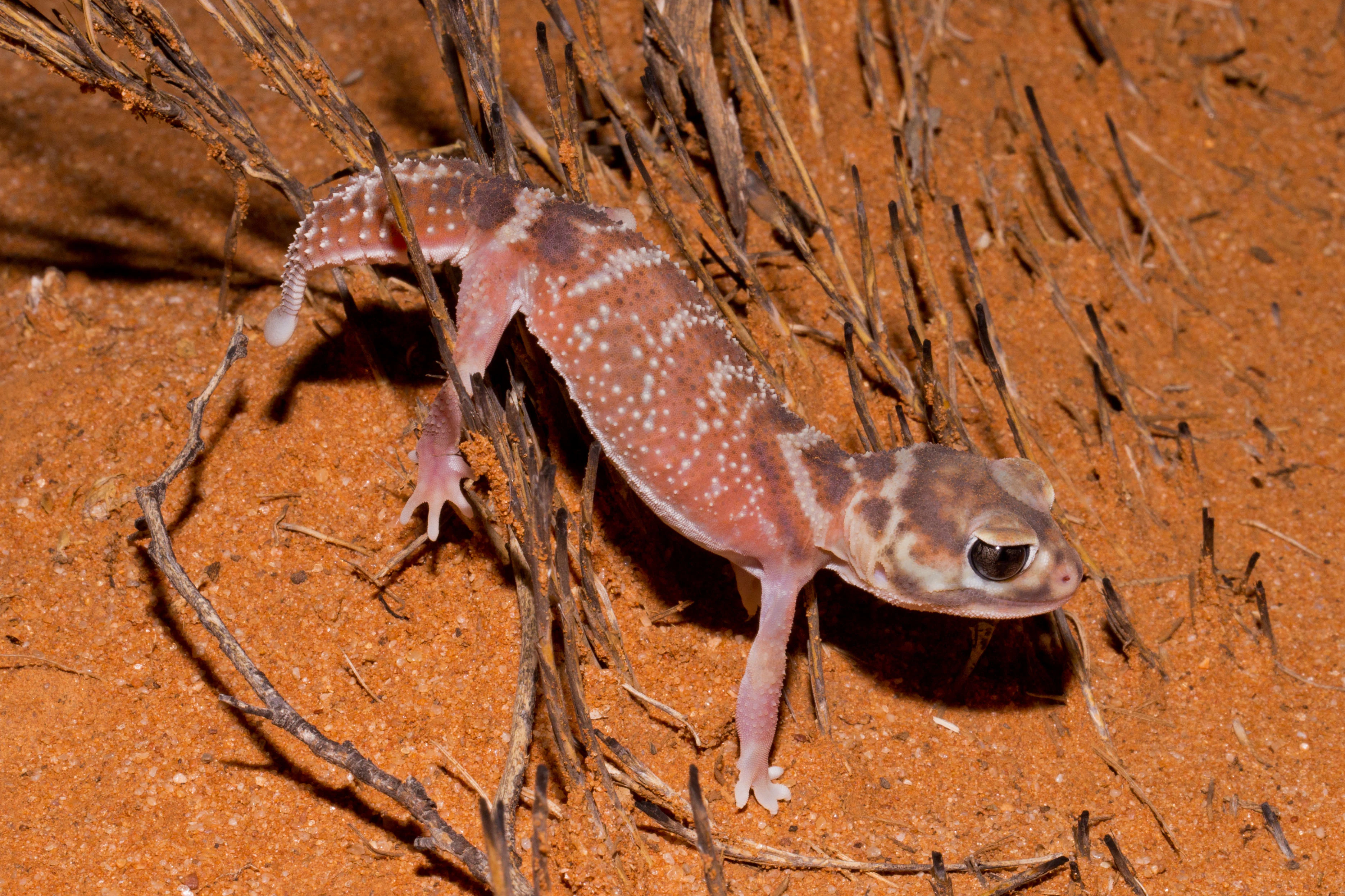 A knob-tailed gecko with a patterned reddish-brown back and large dark eyes standing on reddish desert sand near dry plant debris.