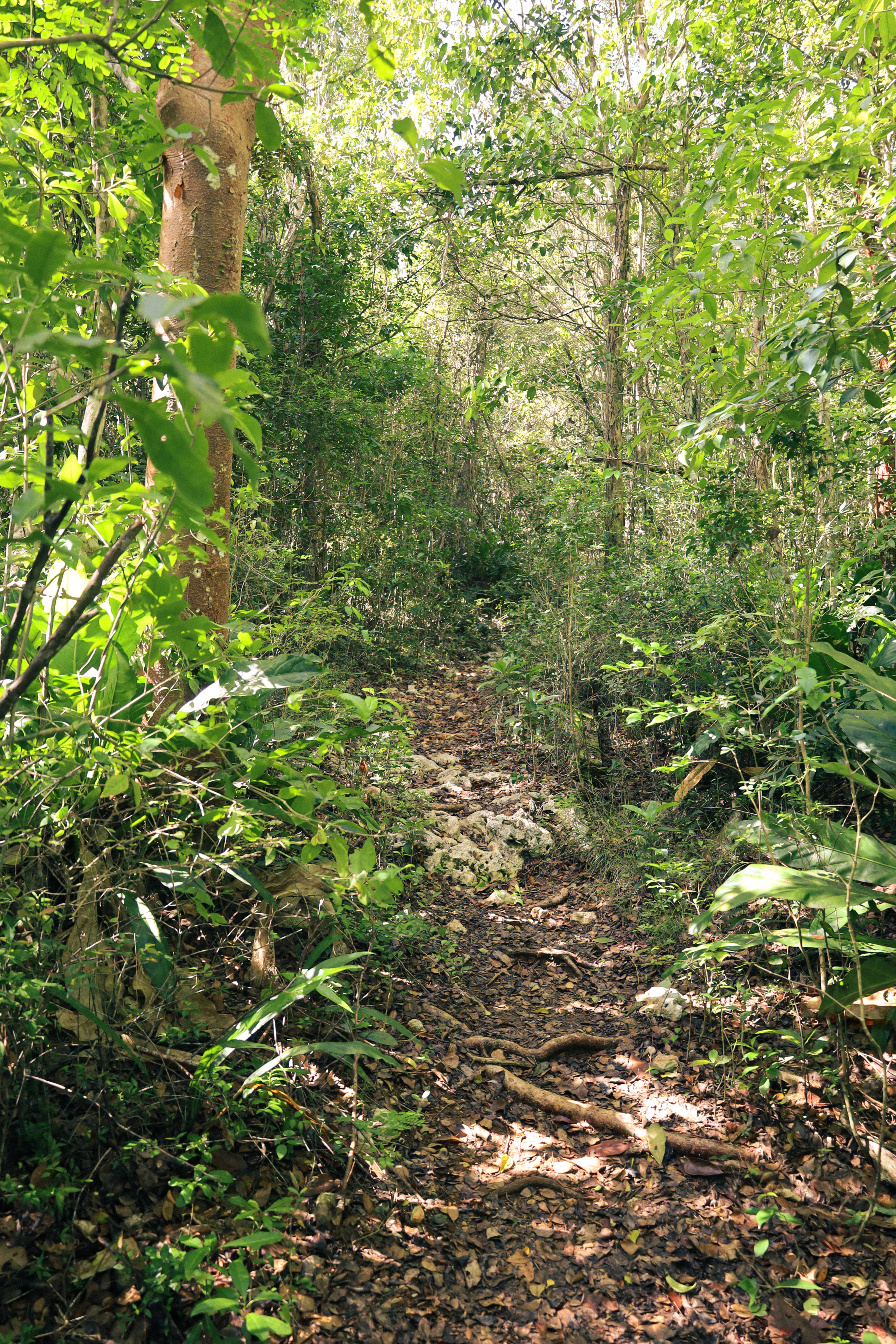 Un estrecho sendero de tierra, cubierto de hojas y raíces expuestas, serpentea a través de un bosque denso con vegetación verde y exuberante y un gran tronco de árbol a la izquierda.