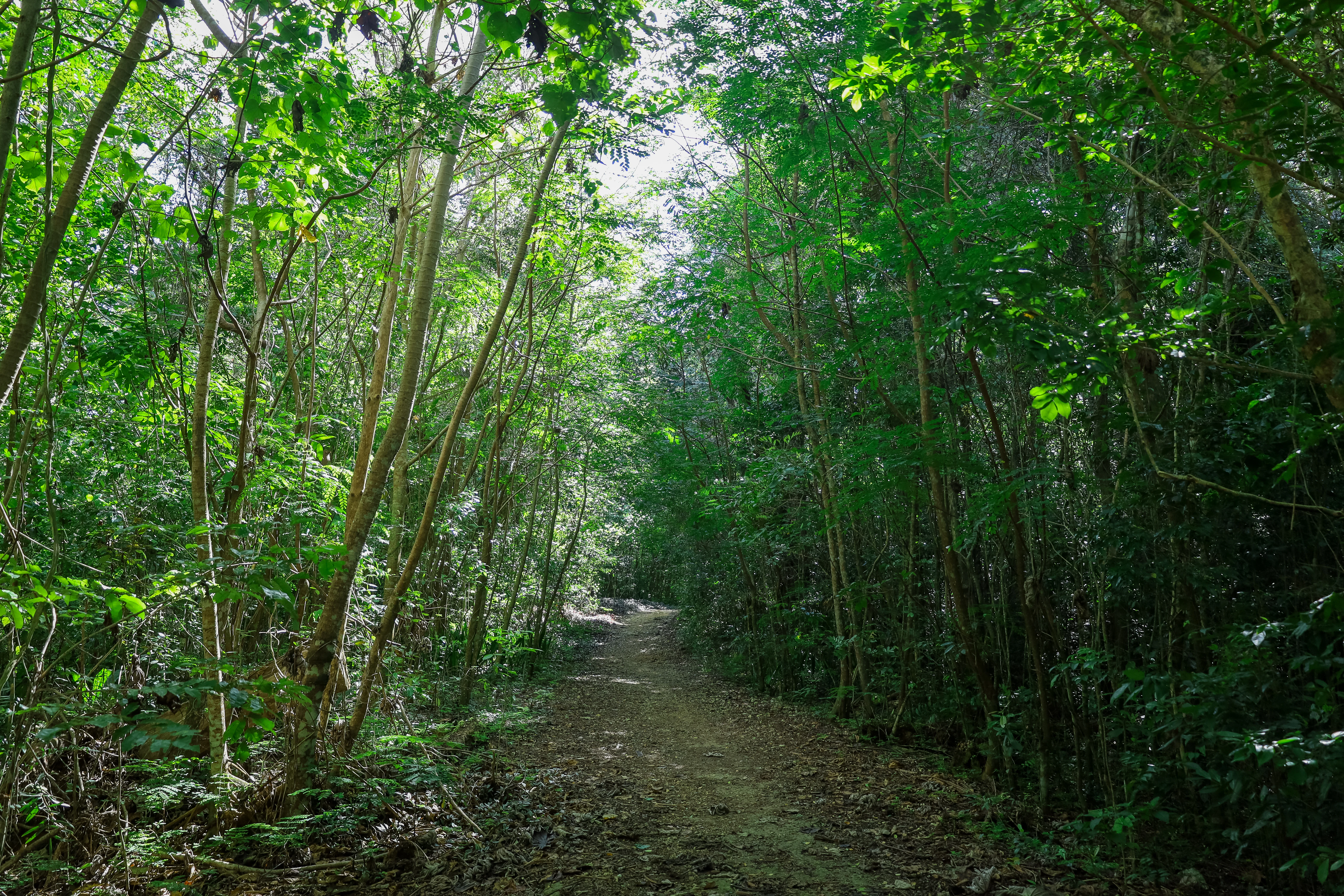 Un sendero de tierra que atraviesa un bosque denso y verde, con árboles altos y delgados a ambos lados.
