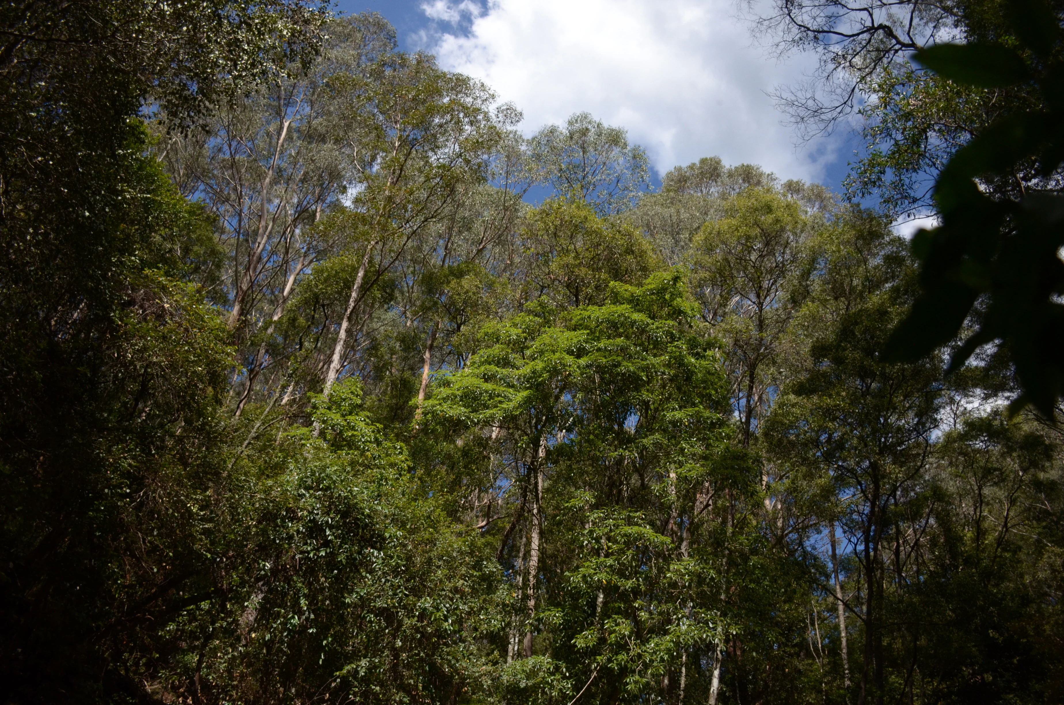 A low angle view of tall trees in a lush forest with sunlight filtering through the canopy against a blue sky with white clouds.