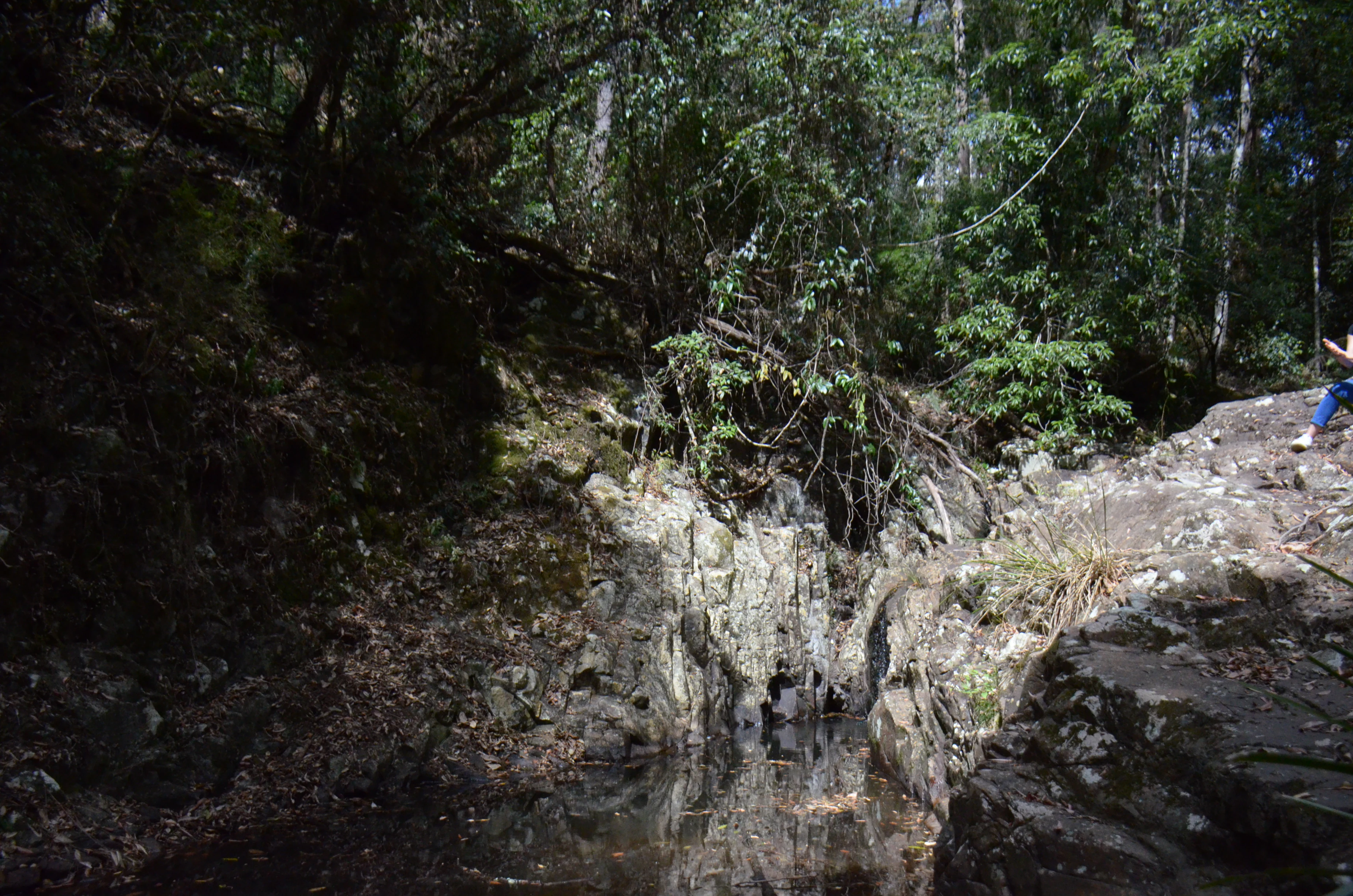 A small, partially shaded creek flowing between rocky banks and dense forest vegetation.