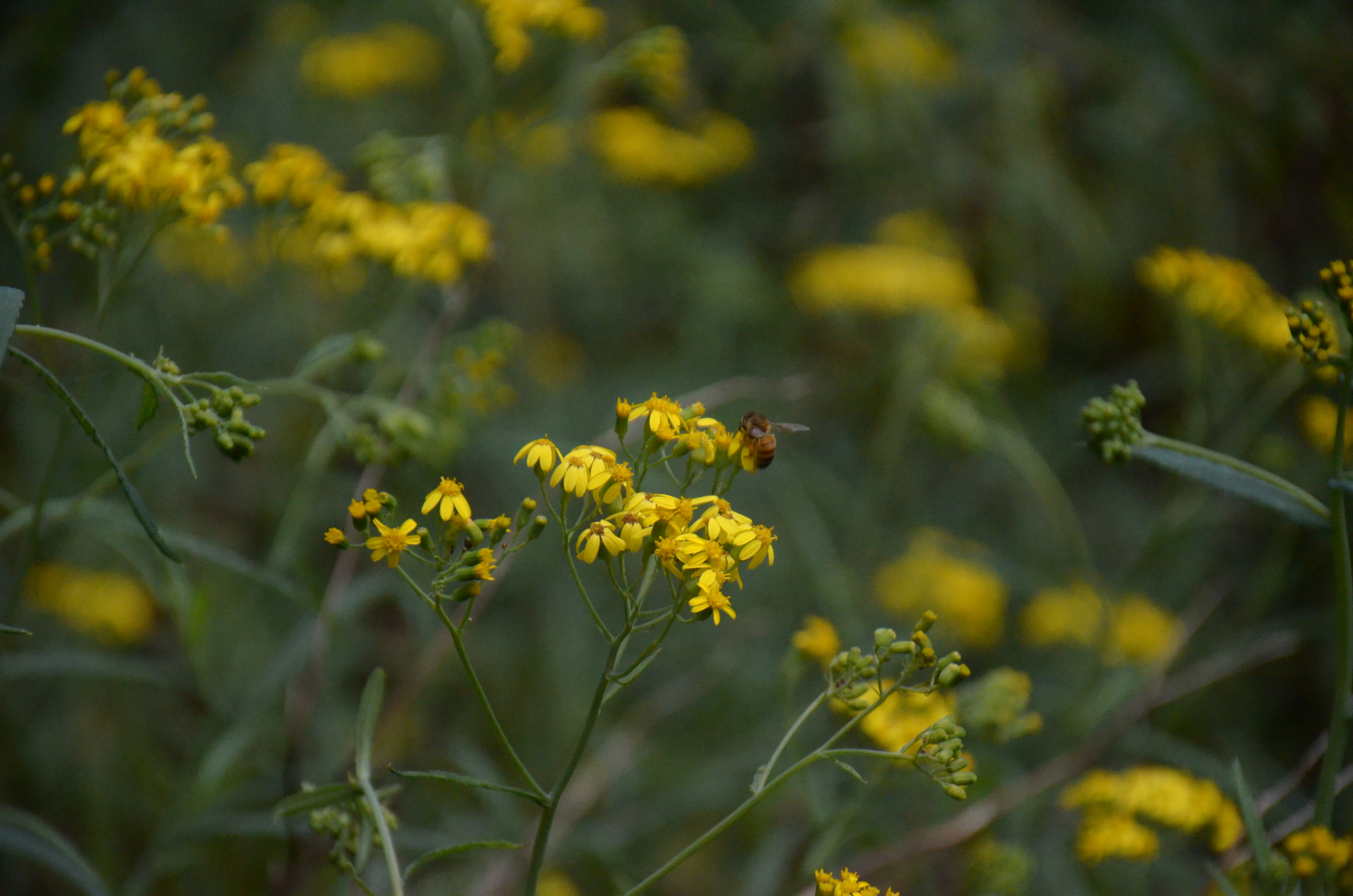 A close up view of several clusters of small yellow flowers with a small insect visible on one of the blooms, set against a soft green blurred background.