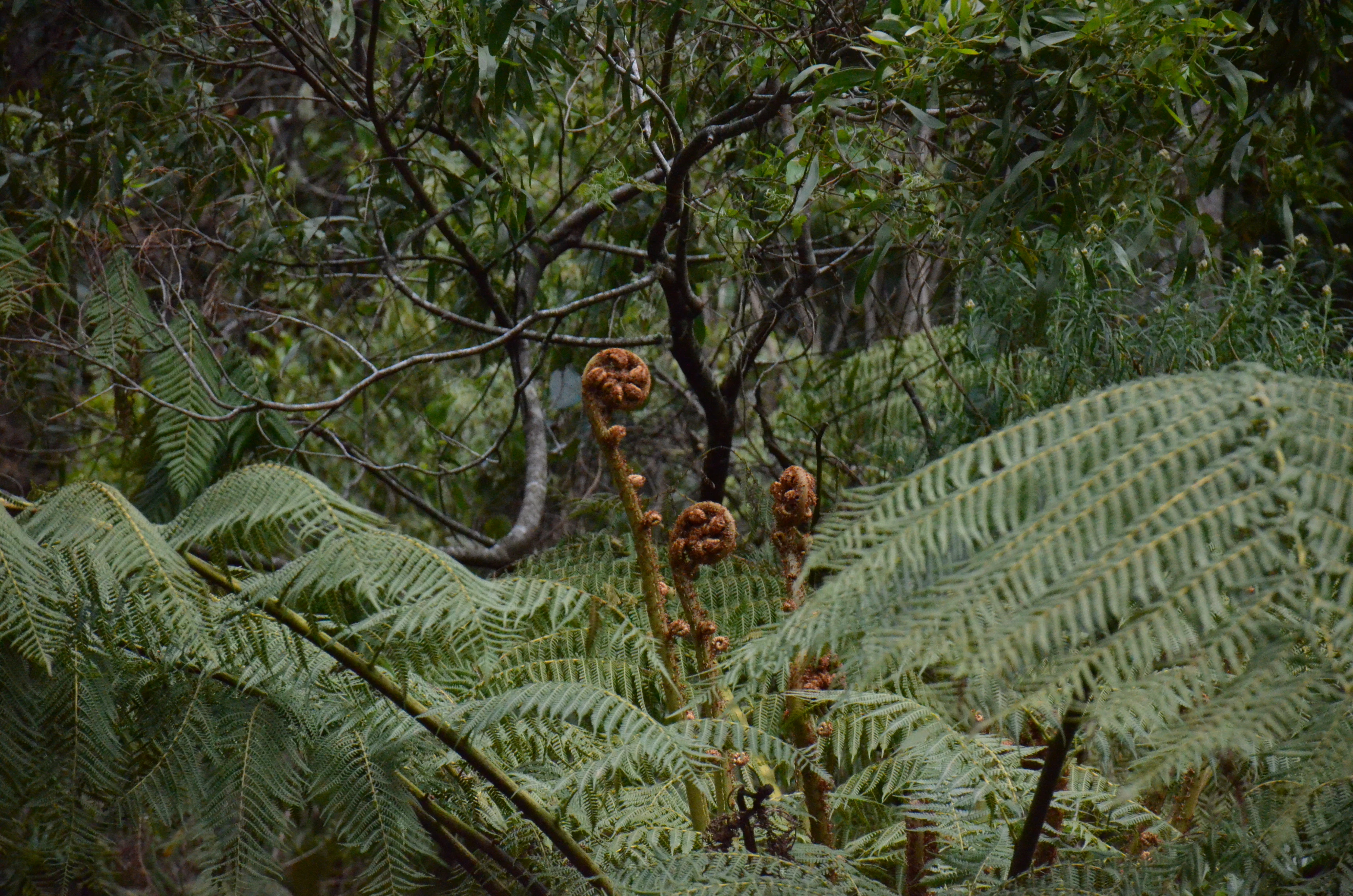 A close-up view of several young, tightly curled fern fiddleheads rising from a dense bed of mature fern fronds in a forest setting.