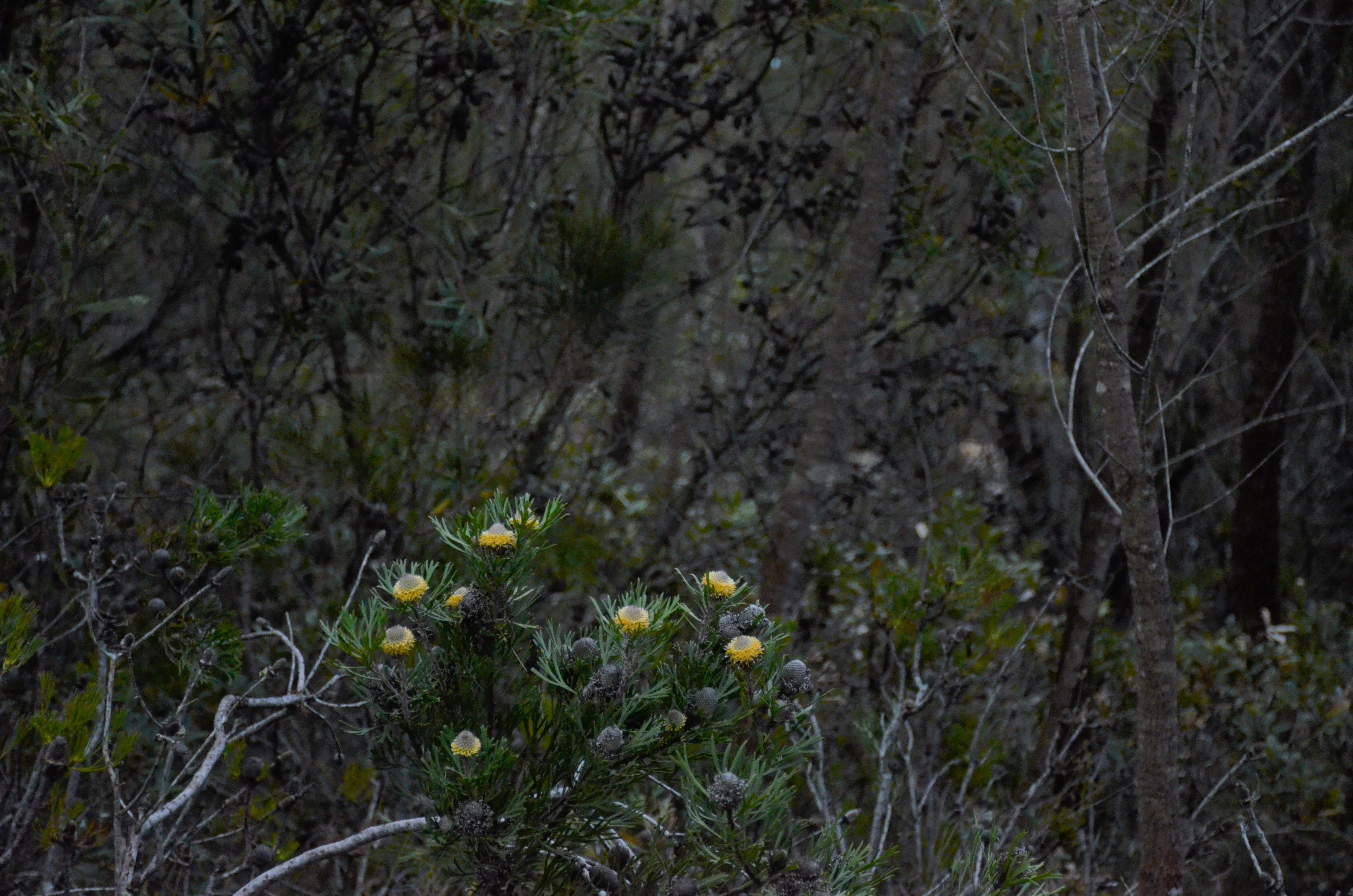 A cluster of small, yellow, globe-shaped flowers with spiky foliage growing in a dark, forested understory setting.