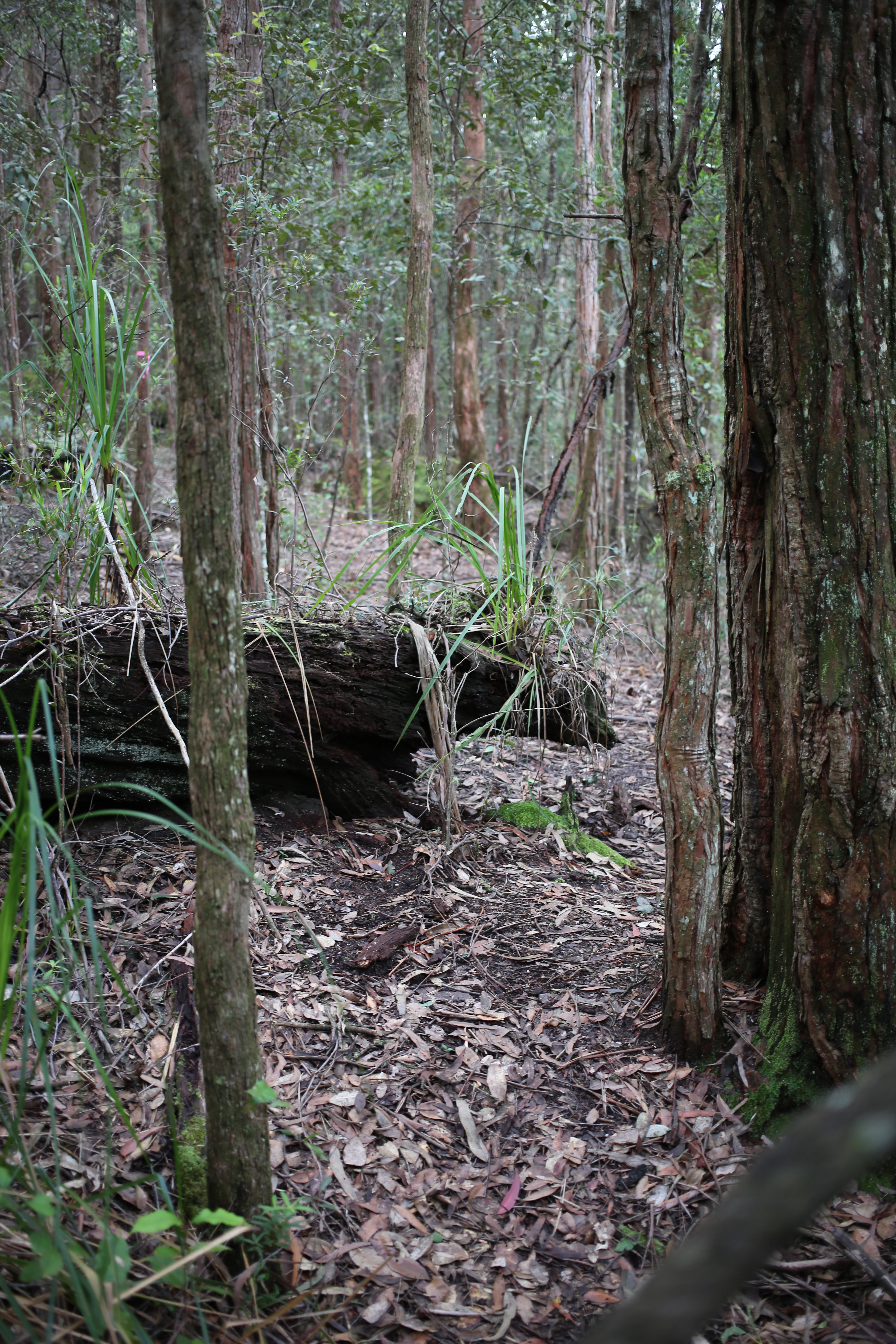 A forest floor covered in dried leaves with tall slender trees and a large fallen log covered in green foliage.
