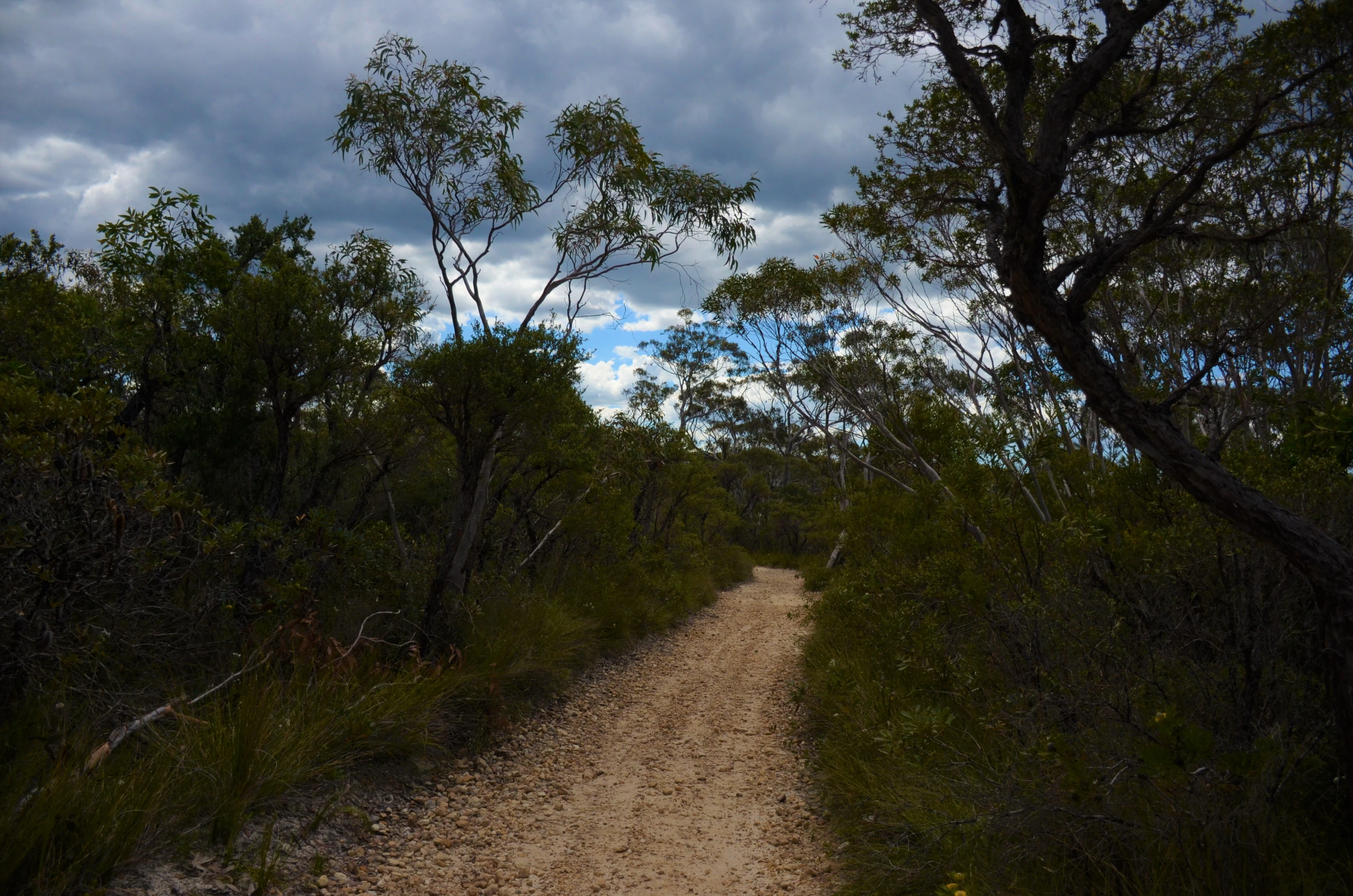 A narrow, sandy trail leads into a dense forest of eucalyptus trees under a cloudy sky.