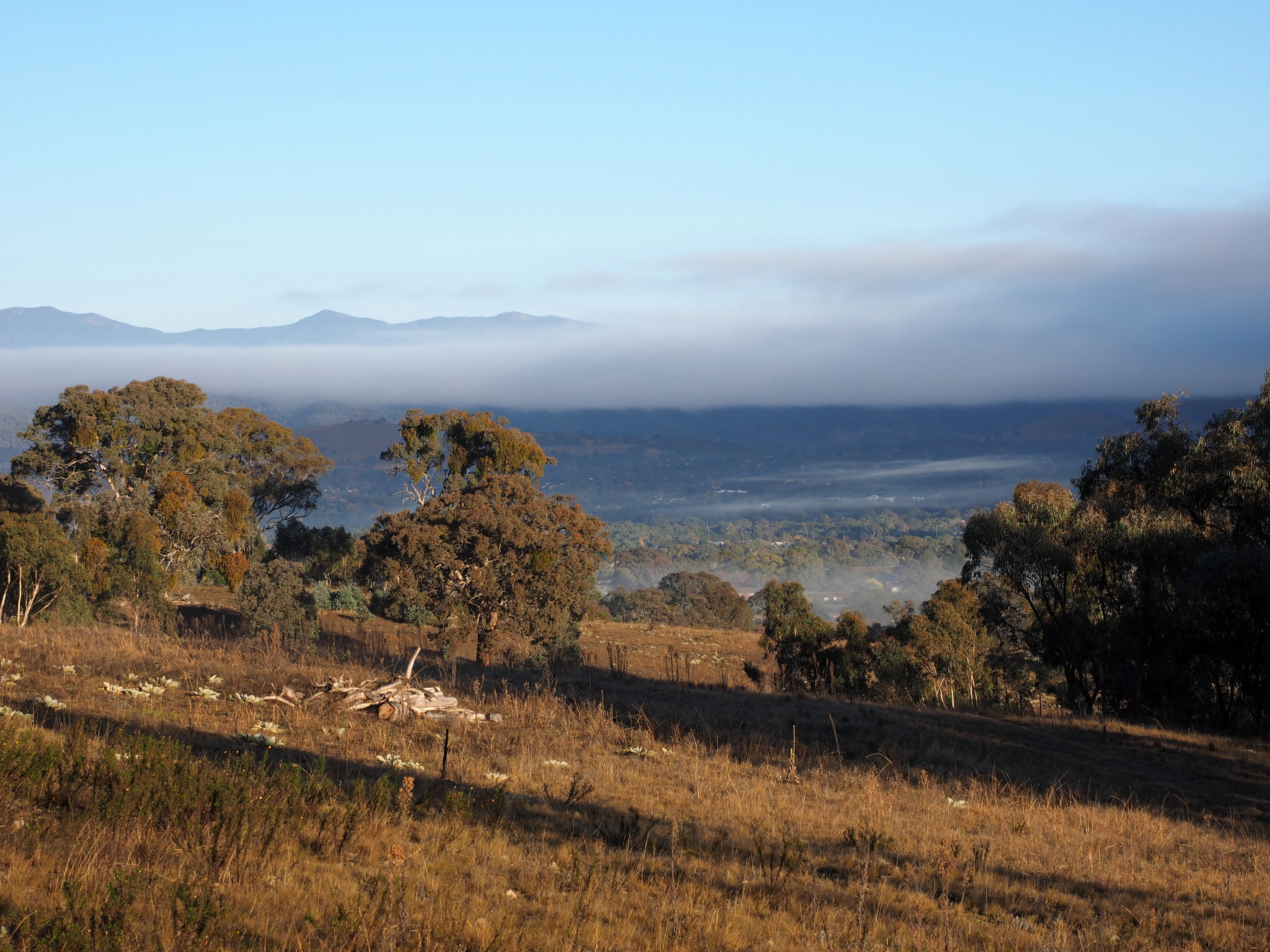 Una amplia toma de paisaje al aire libre que muestra pastos secos de color marrón dorado y eucaliptos dispersos hacia una cadena montañosa lejana parcialmente oculta por una capa baja de niebla.