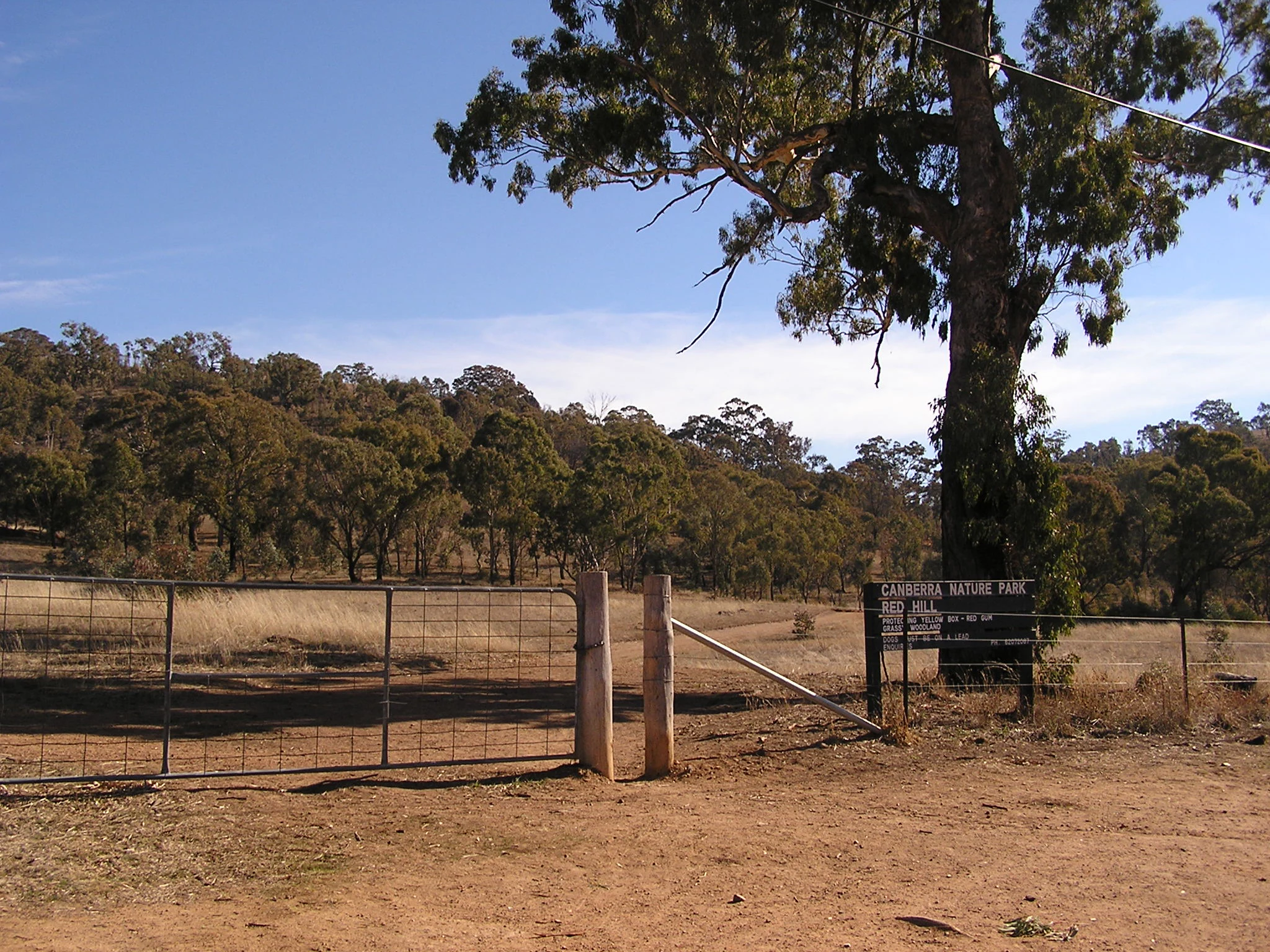 Una verja metálica de estilo agrícola se alza en la entrada de una reserva natural seca y cubierta de hierba; un cartel que identifica el Parque Natural de Canberra es visible junto a un gran eucalipto.