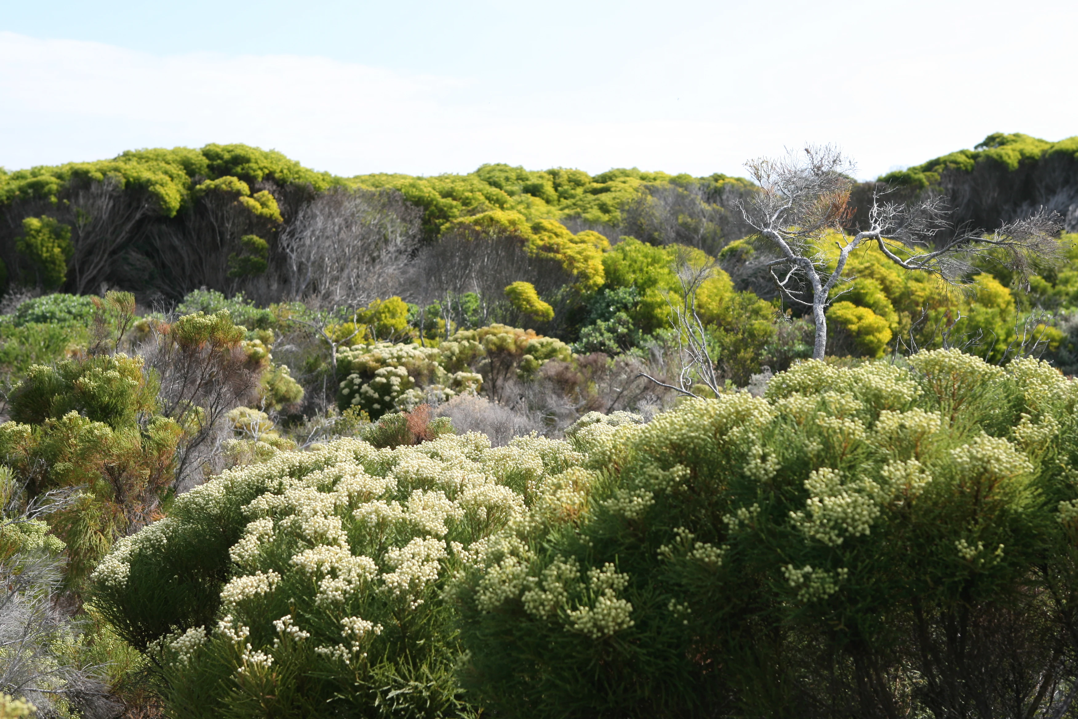 A landscape shot of dense, diverse fynbos vegetation with light-colored flowering shrubs in the foreground and a backdrop of green, shrubby hills.