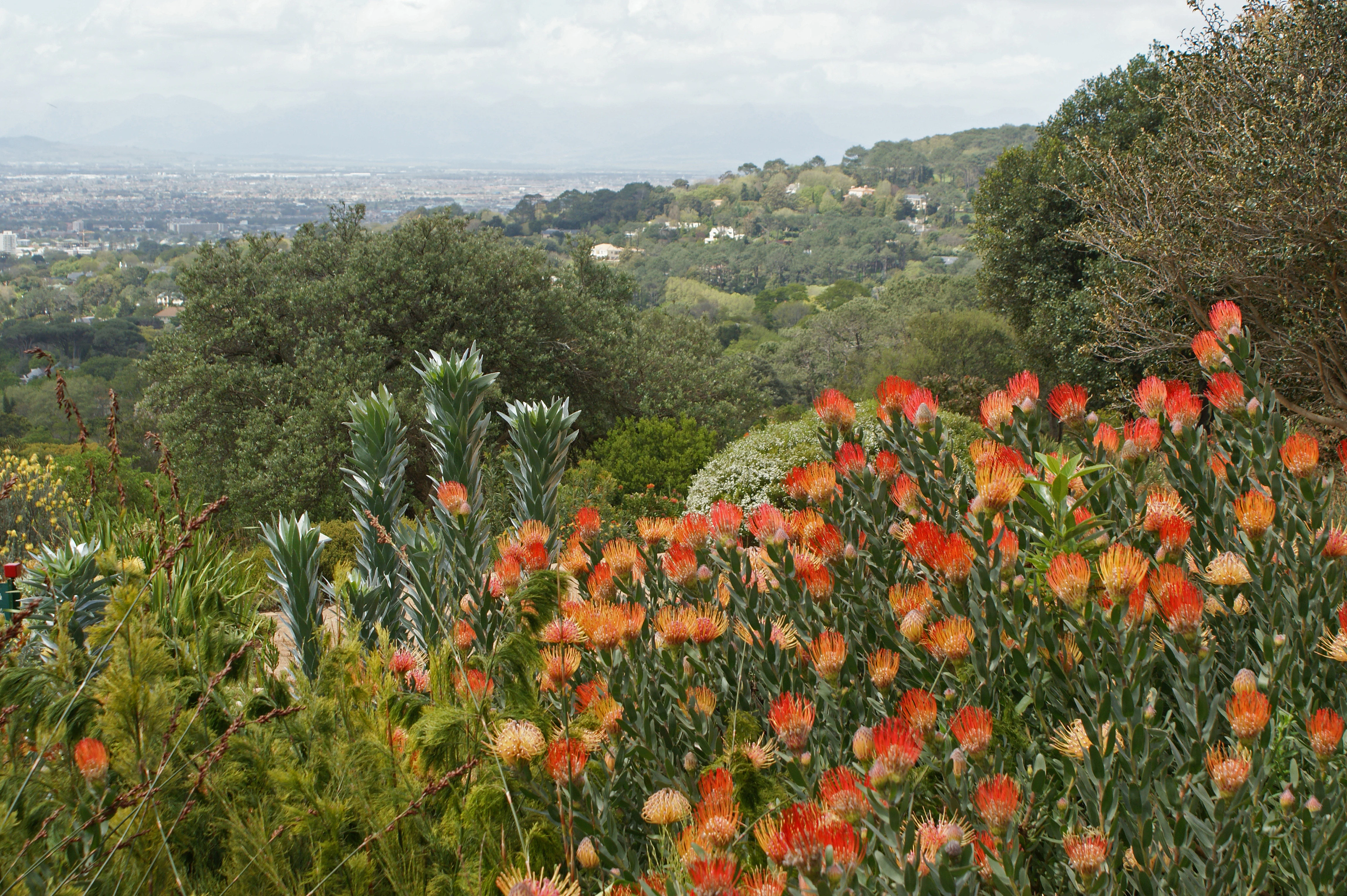 A landscape view featuring bright orange pincushion protea flowers in the foreground, with rolling green hills and a distant urban area visible in the background.