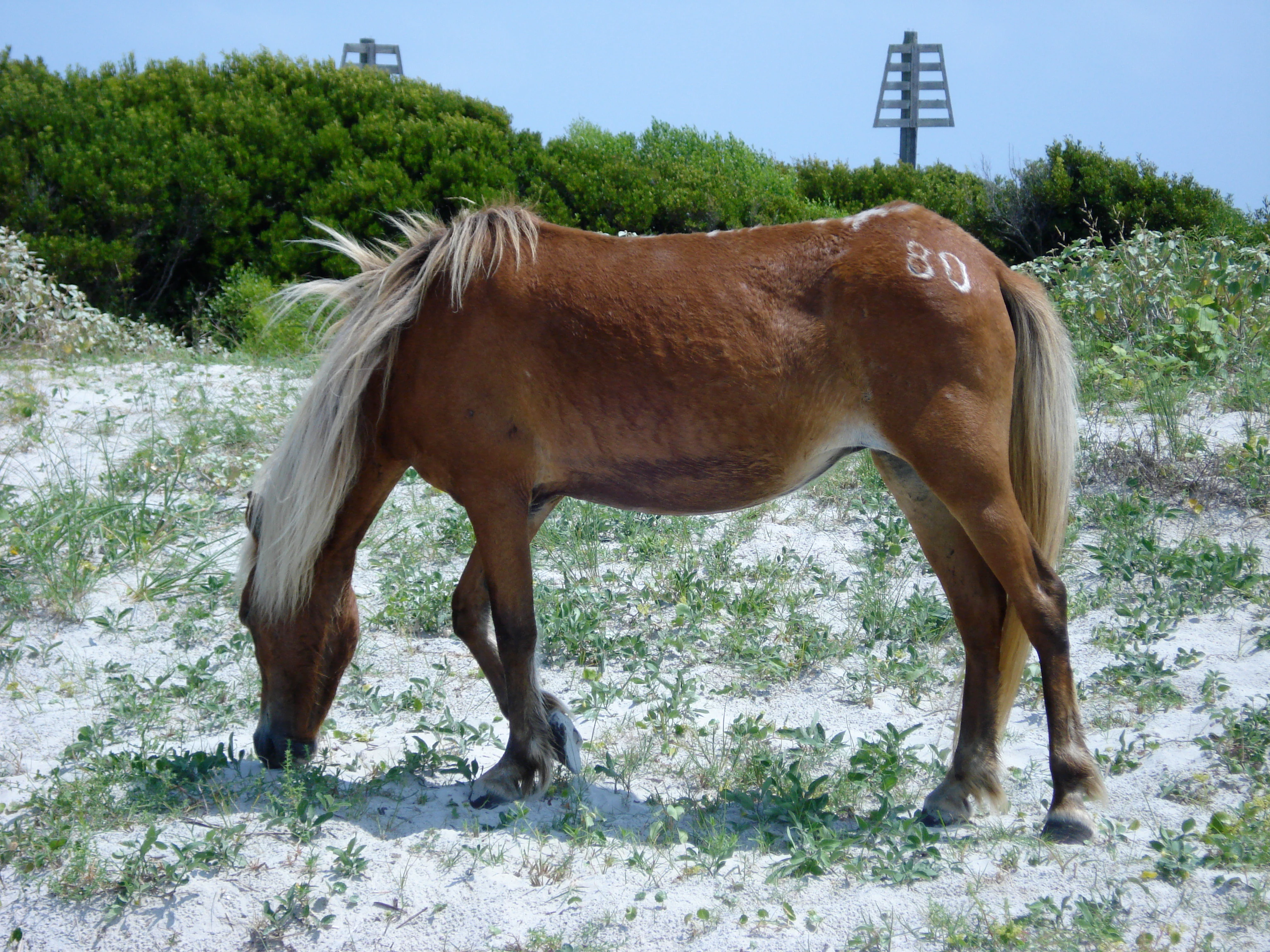 A brown horse with a light mane grazes on sandy ground with sparse vegetation. The horse has the number 80 painted or branded on its hindquarters. In the background, there are green shrubs and two wooden sign markers.