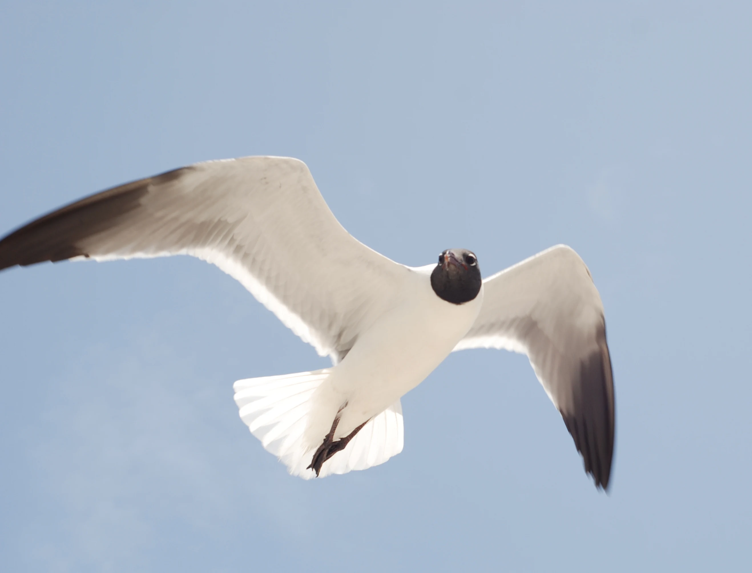 A laughing gull flying against a clear sky with its wings spread.