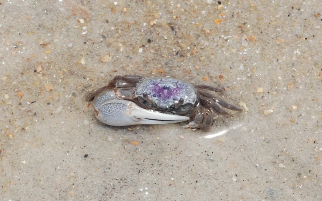 A small fiddler crab with a large white claw and a purple-patterned shell resting on wet sand.
