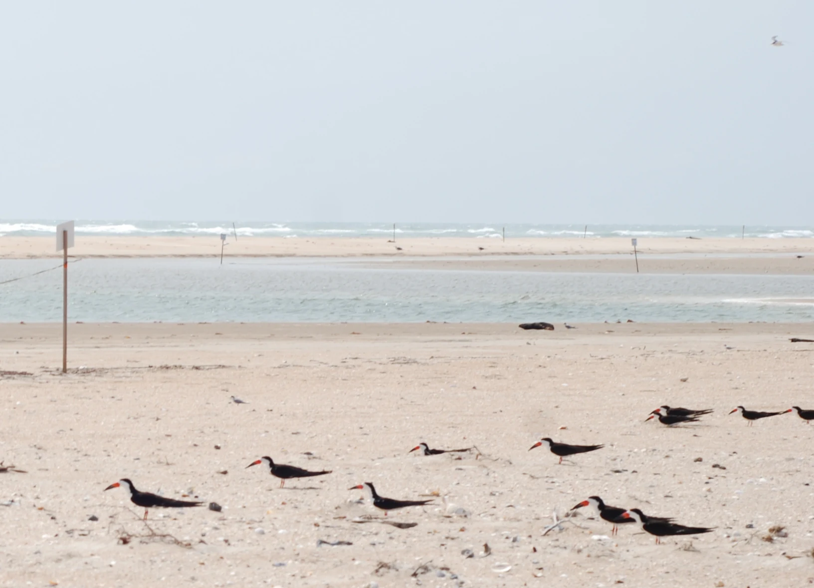 A group of black skimmers with black and white plumage and orange bills standing on a wide, sandy beach with shallow water and ocean surf in the background.