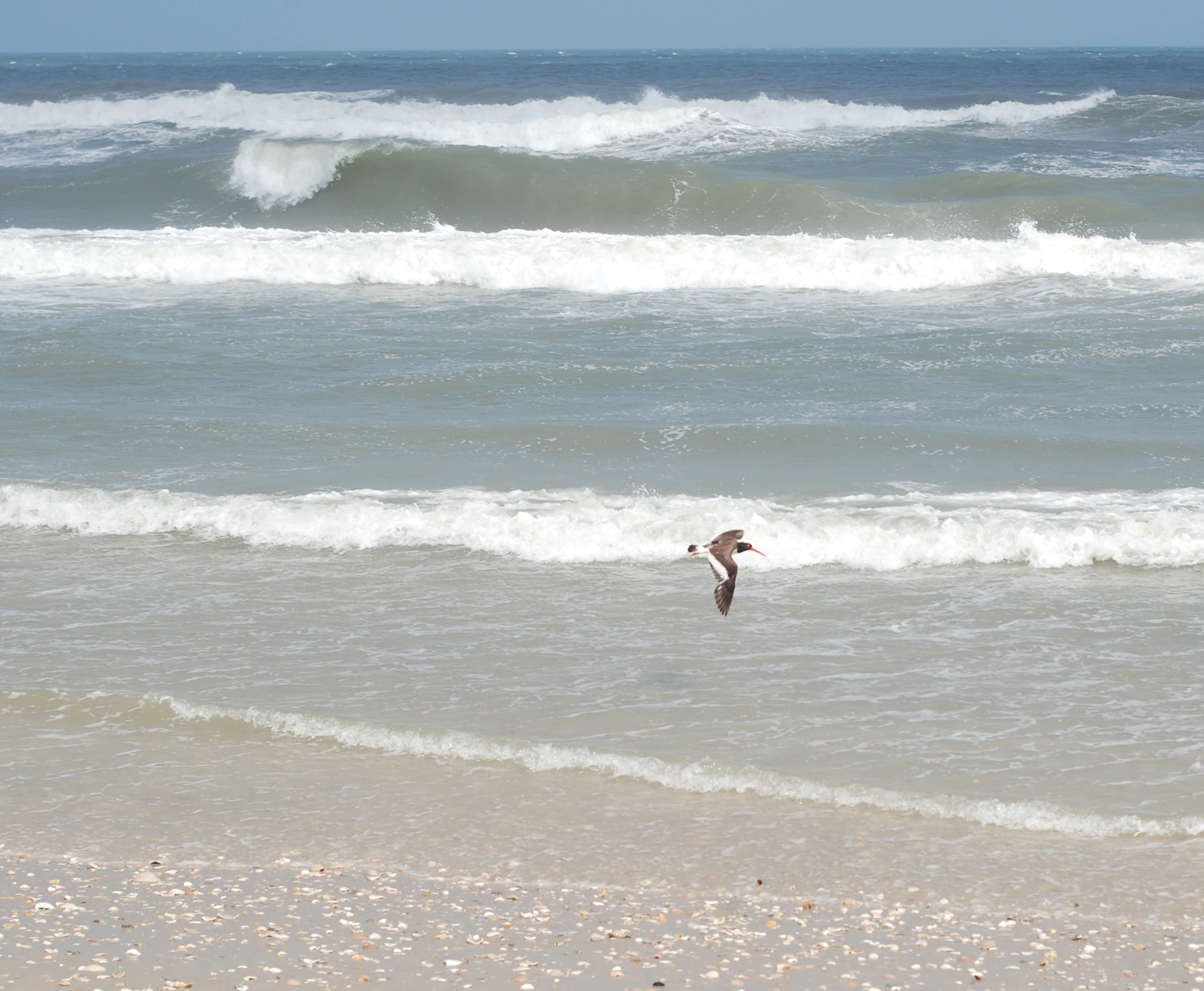 A small black and white bird, identified as an American oystercatcher, flying low over the breaking waves of an ocean beach.