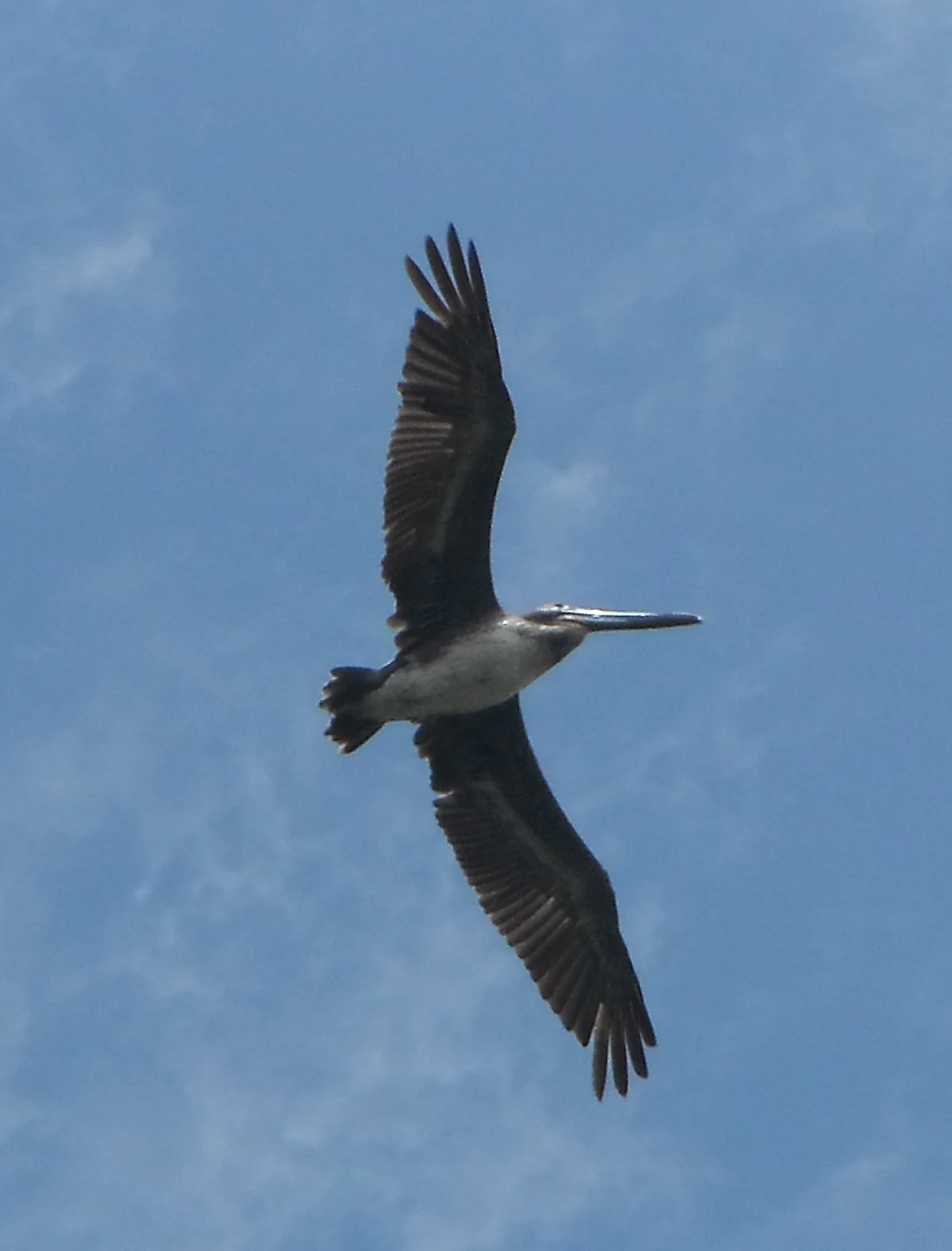 A brown pelican with outstretched wings soaring through a clear blue sky.