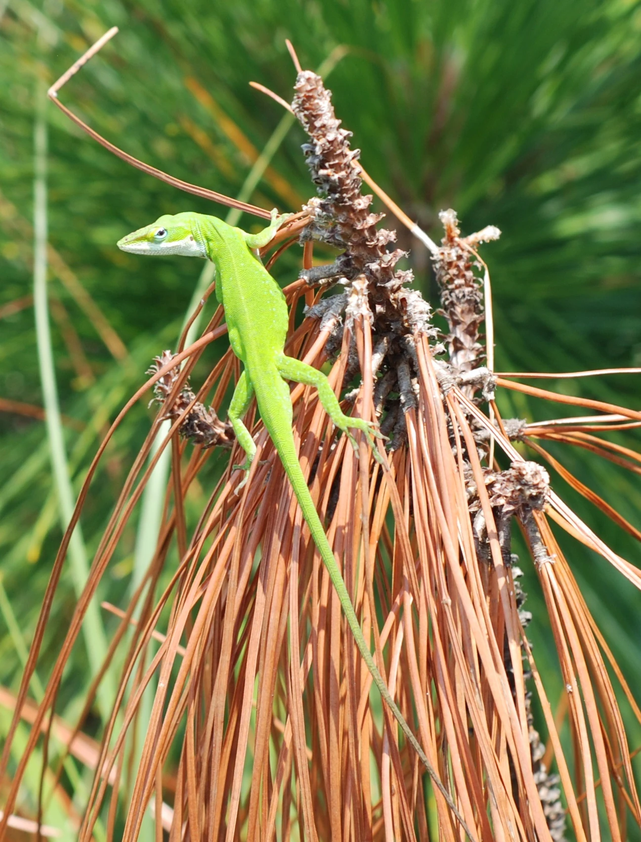 A bright green lizard perched on a bunch of brown pine needles, shown from above.